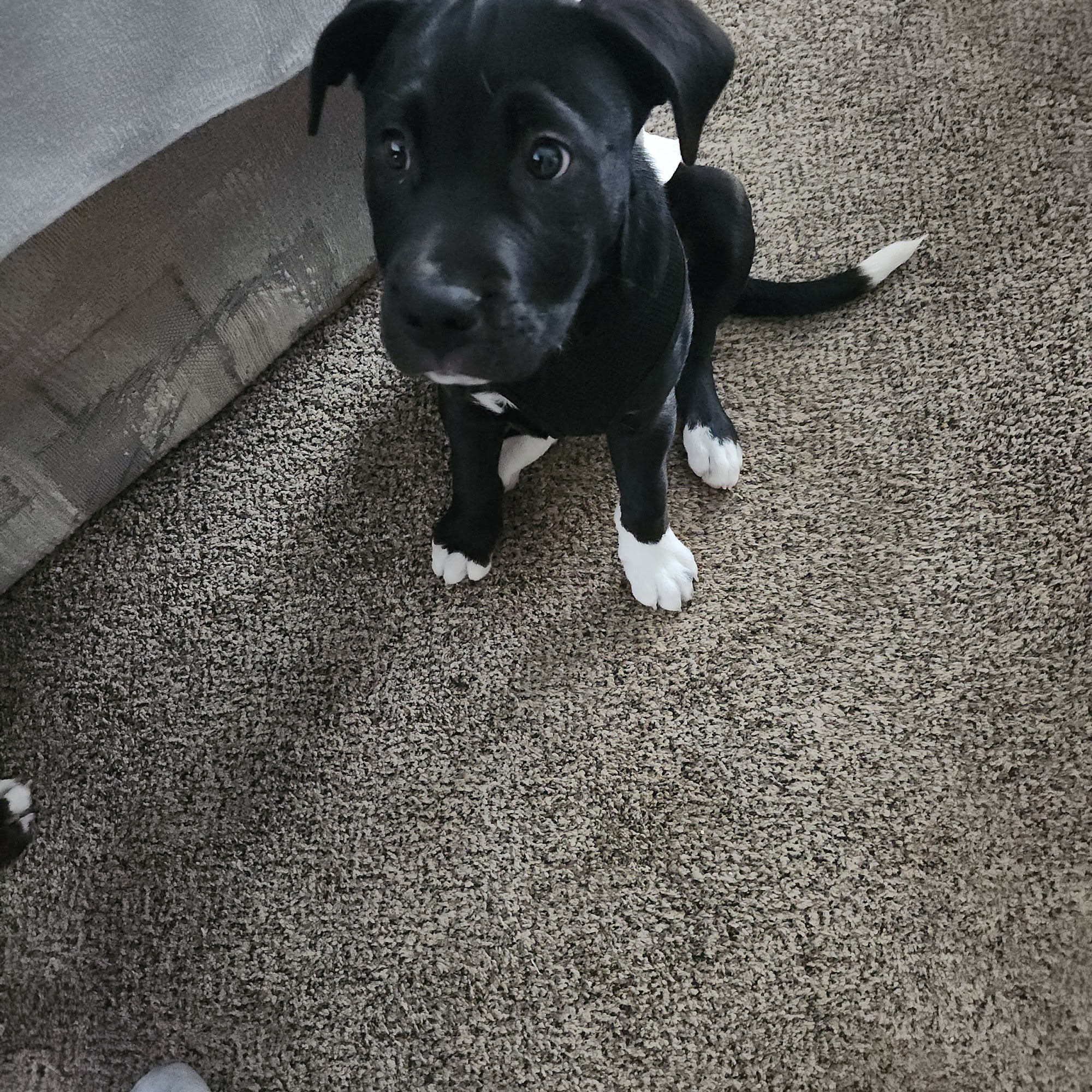 Fur Wellness Animal Clinic Grand Rapids