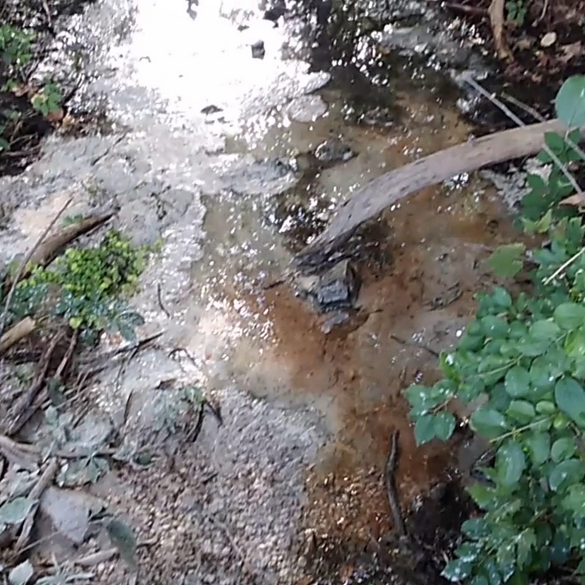 Ellis & Sons Construction LLC