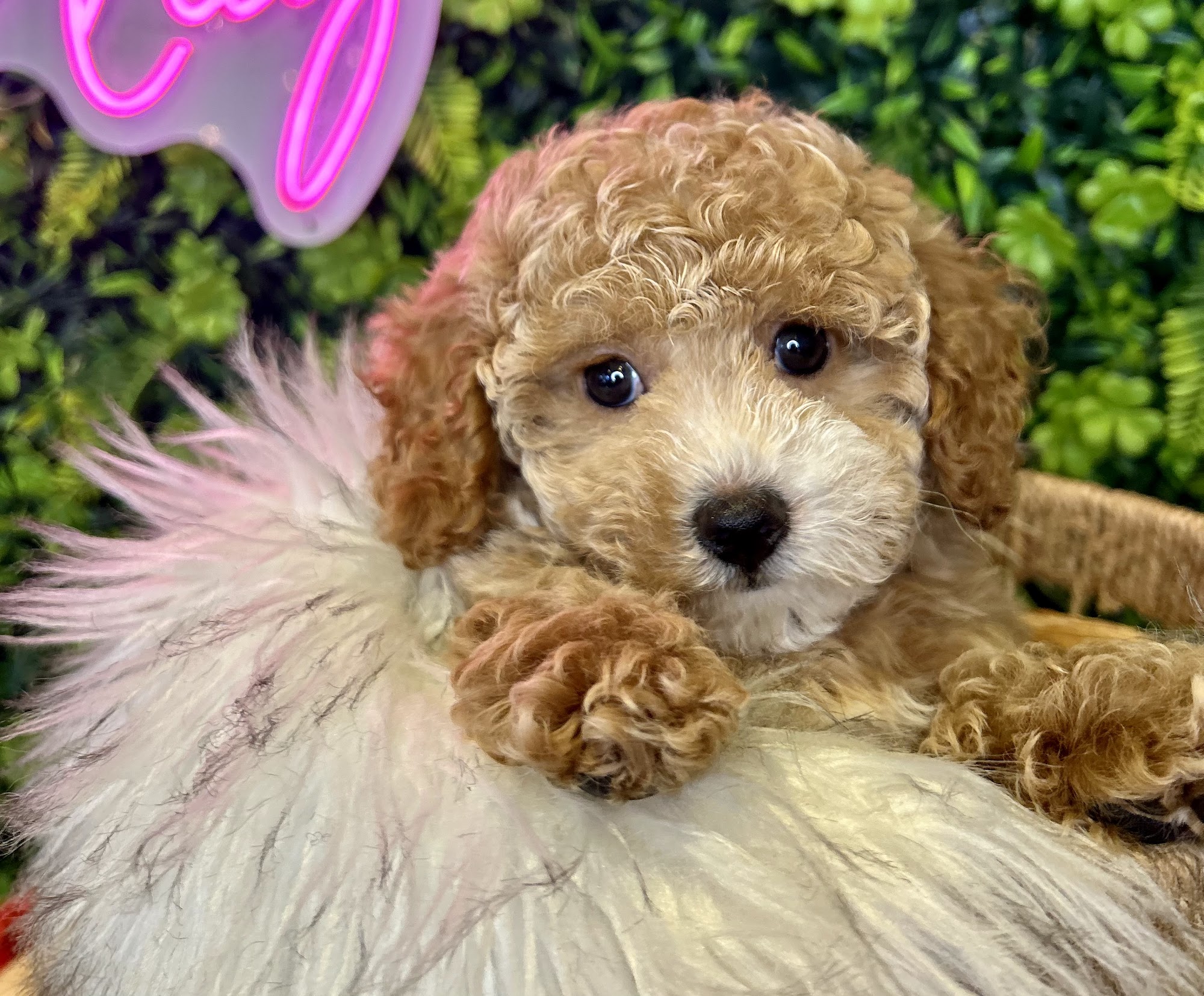 K9 Kuisine Grandville