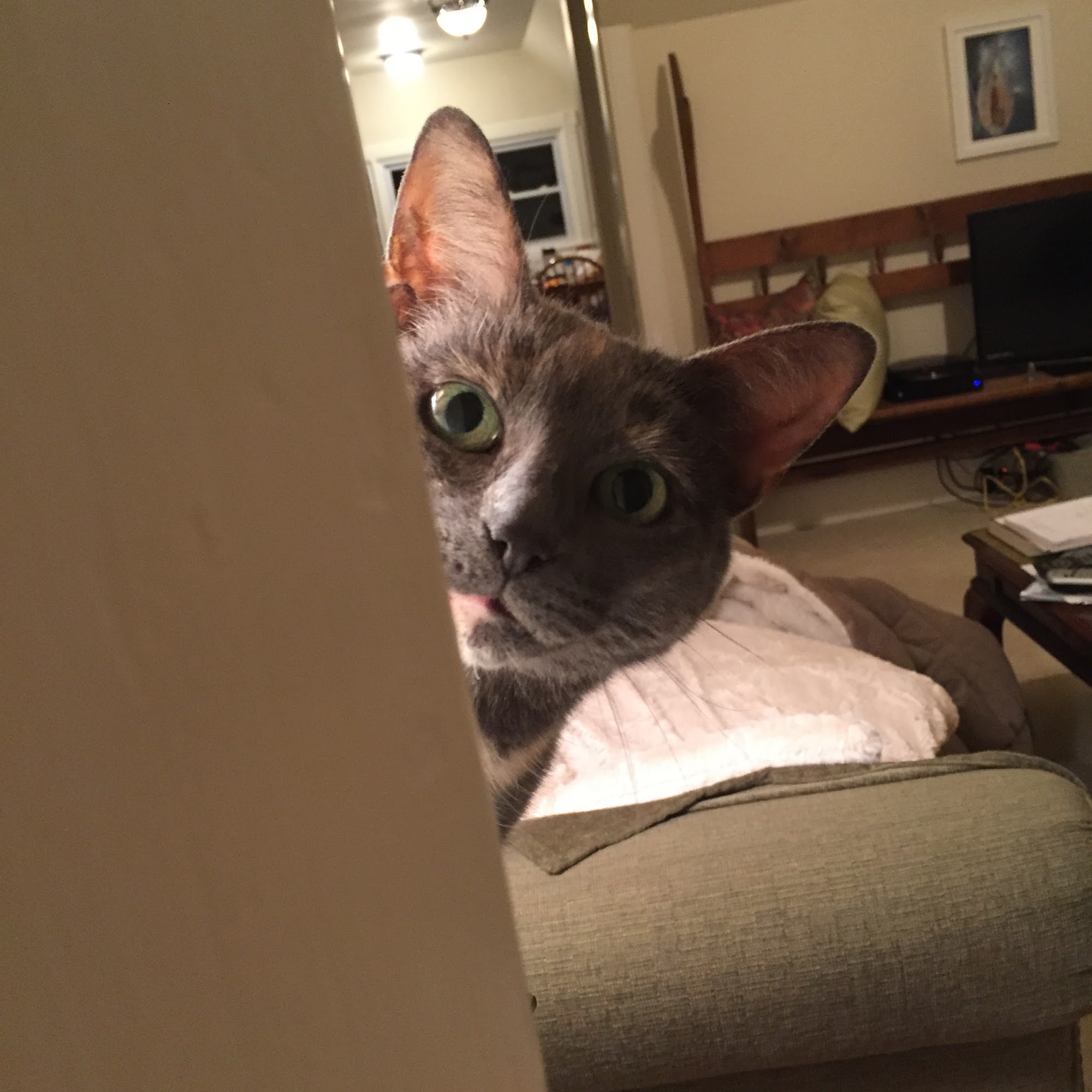 Northwood Animal Hospital Grawn