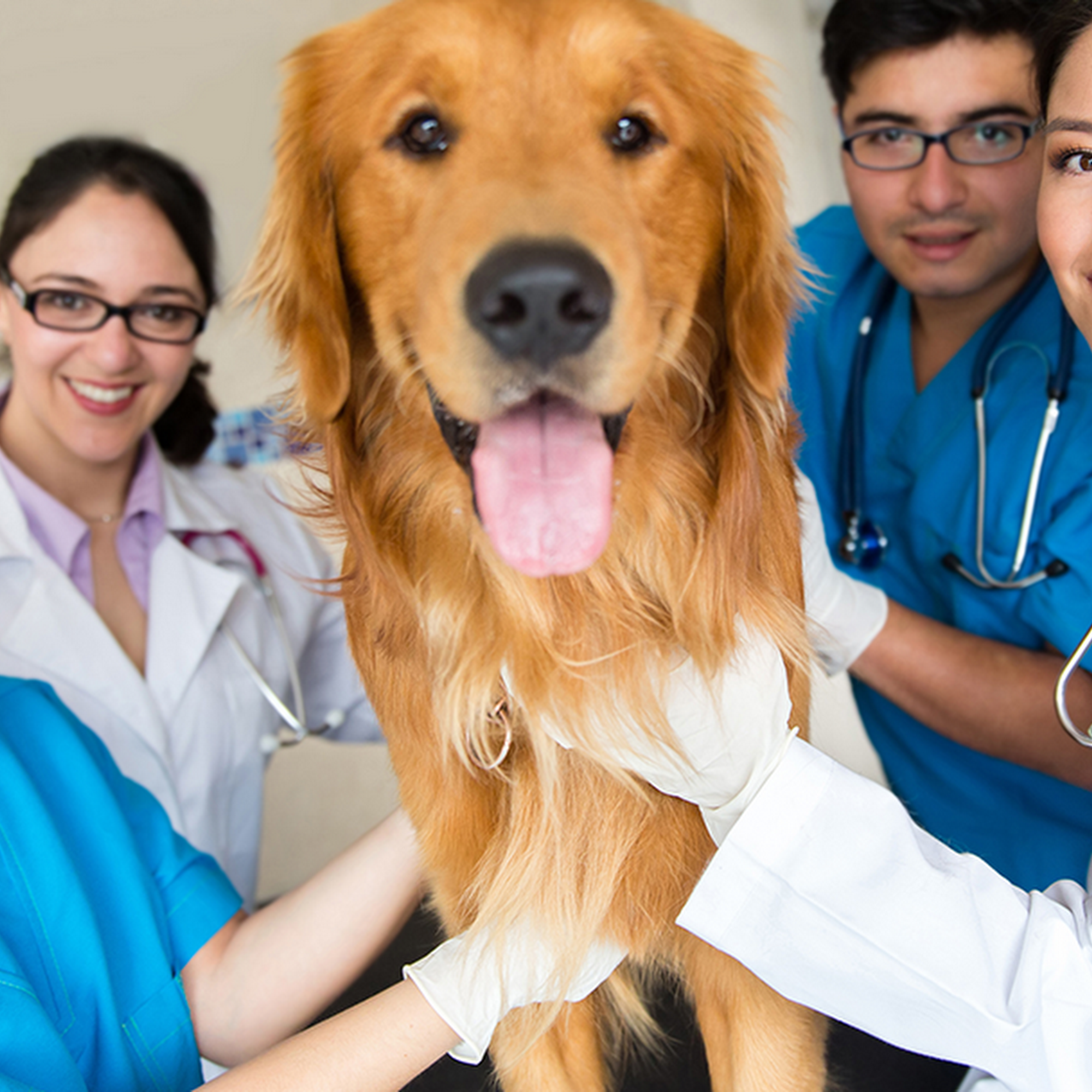 Cherry Capital Pet Hospital Grawn