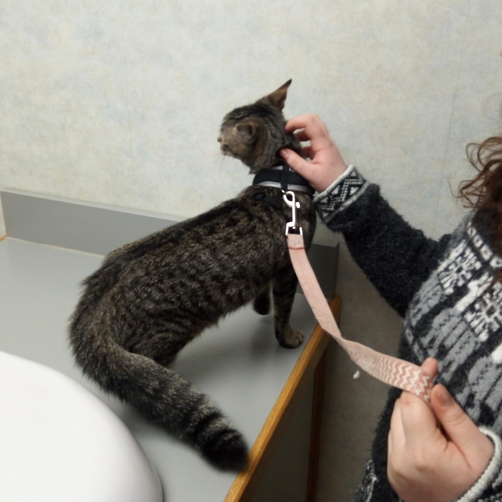 Town And Country Animal Clinic Greenville