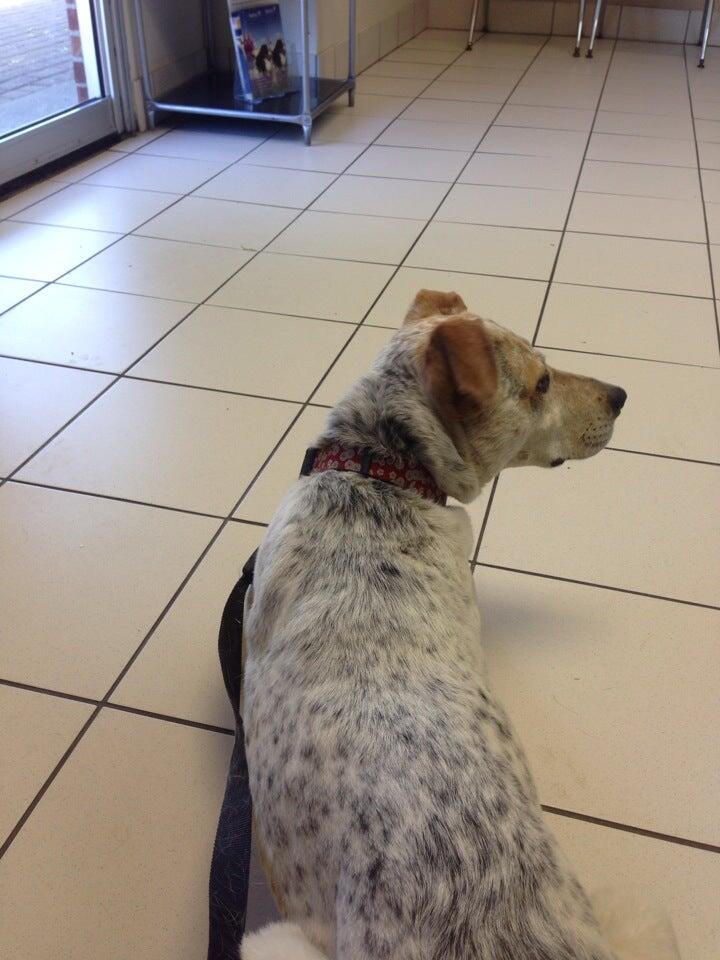 Grosse Pointe Animal Clinic Grosse Pointe Park