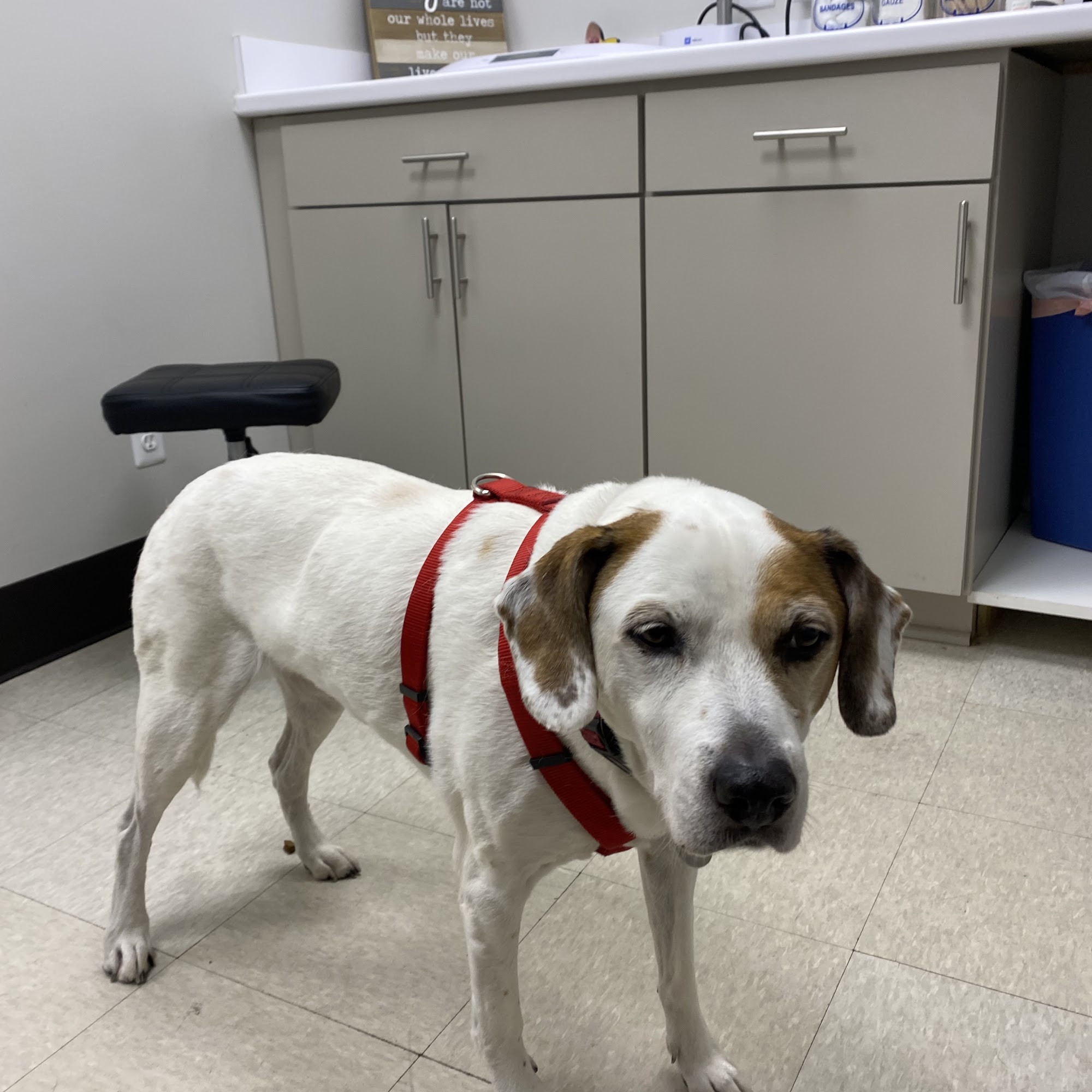 Platz Animal Hospital Grosse Pointe Park