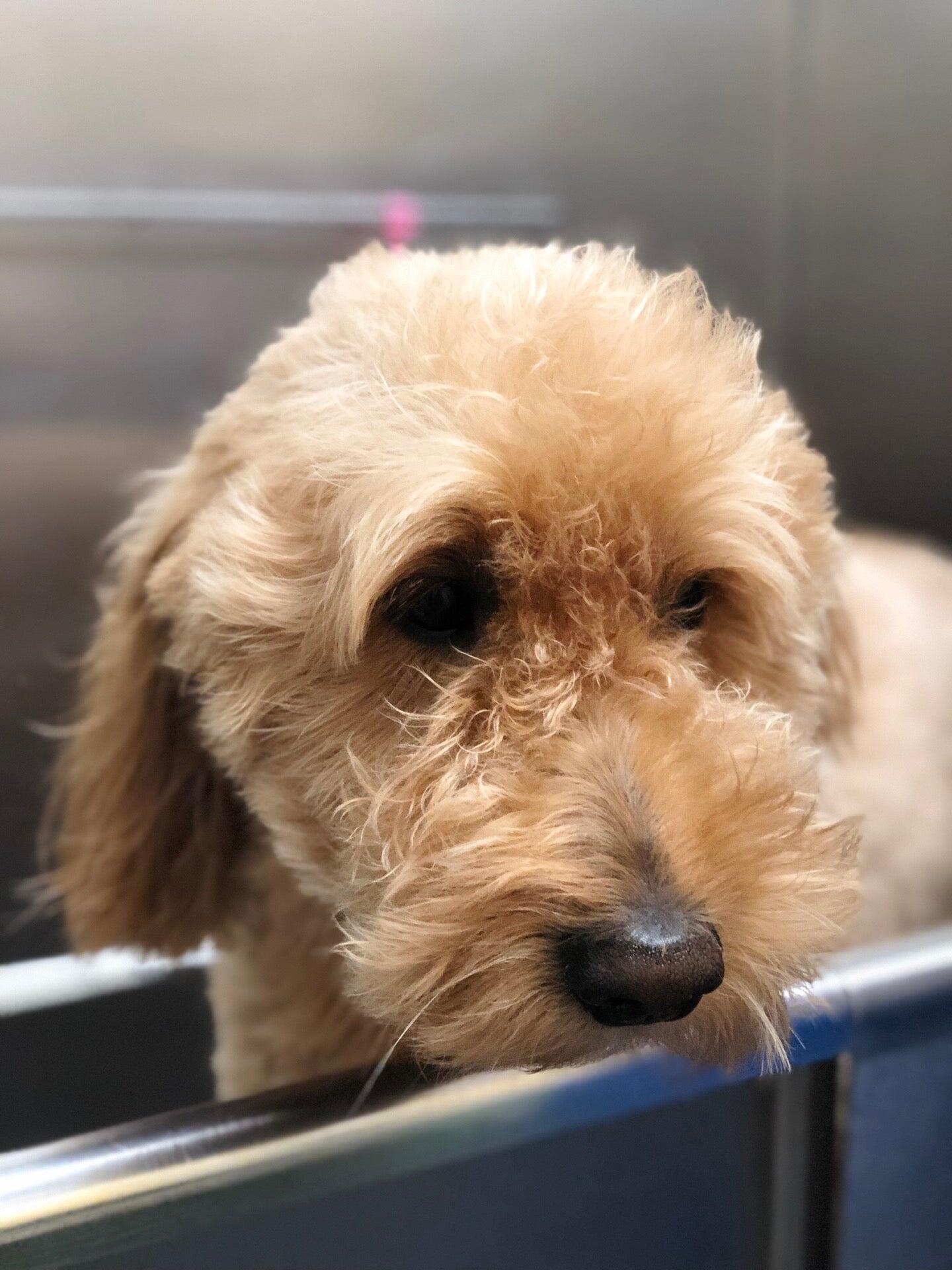 Hollywood Feed Grosse Pointe Woods