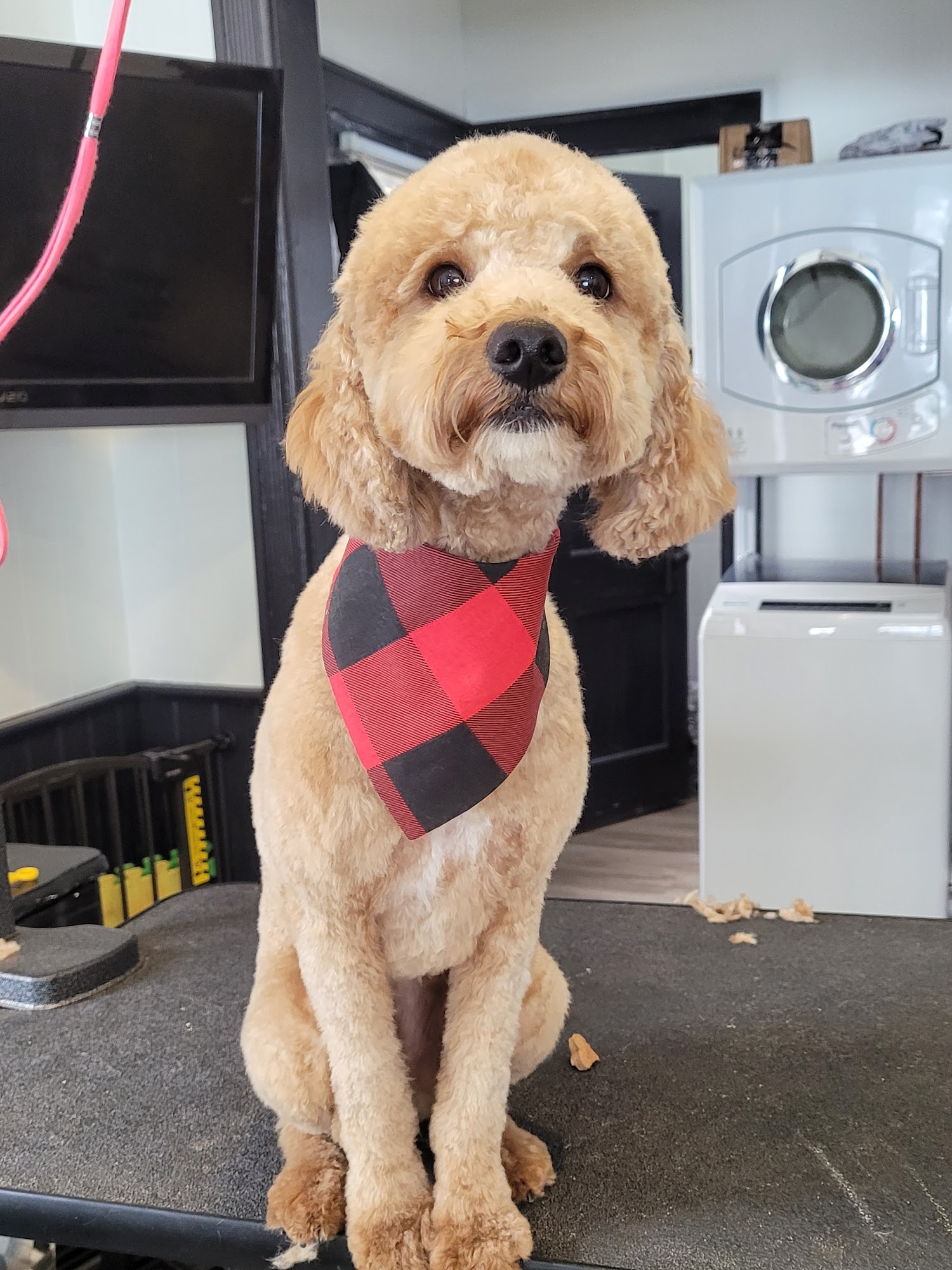 Happy Paws Pet Salon Hamilton