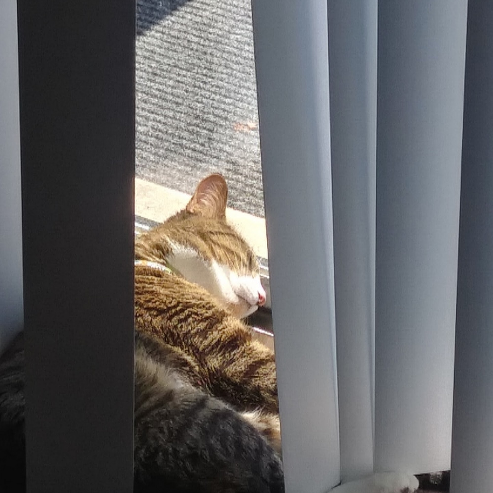 Michigan Anti Cruelty Vet Clinic Hamtramck