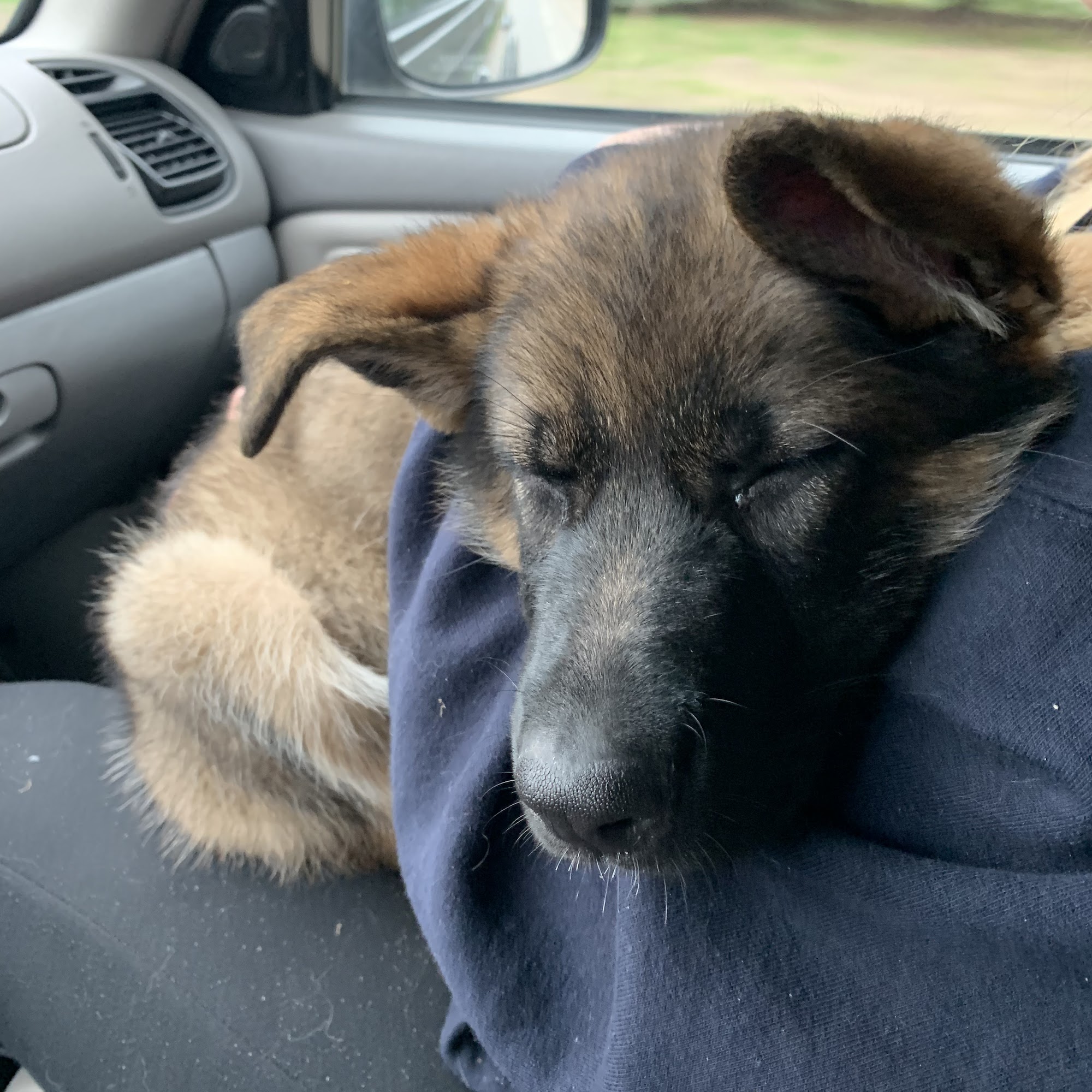 Bay Pines Veterinary Clinic Harbor Springs