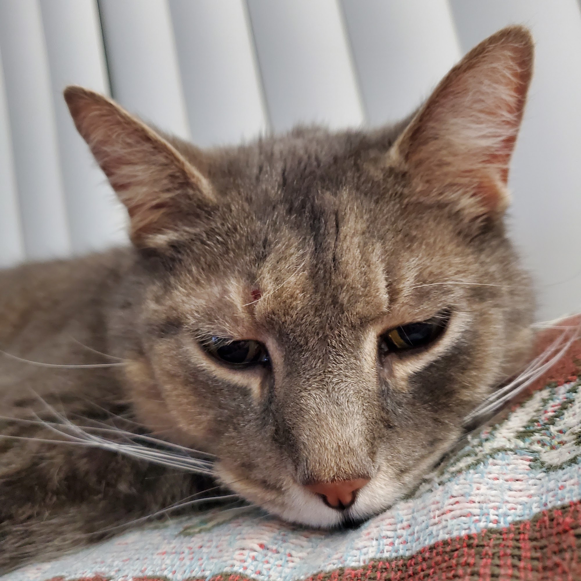 Harper Woods Veterinary Hospital: Katlein Joel DVM Harper Woods