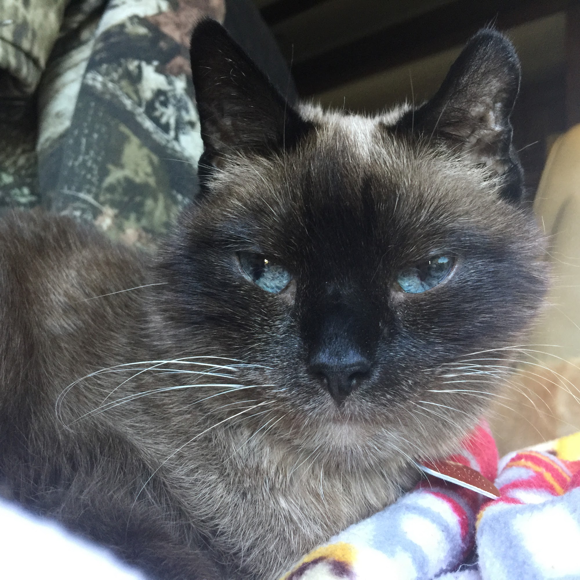 Hart Animal Clinic Hart