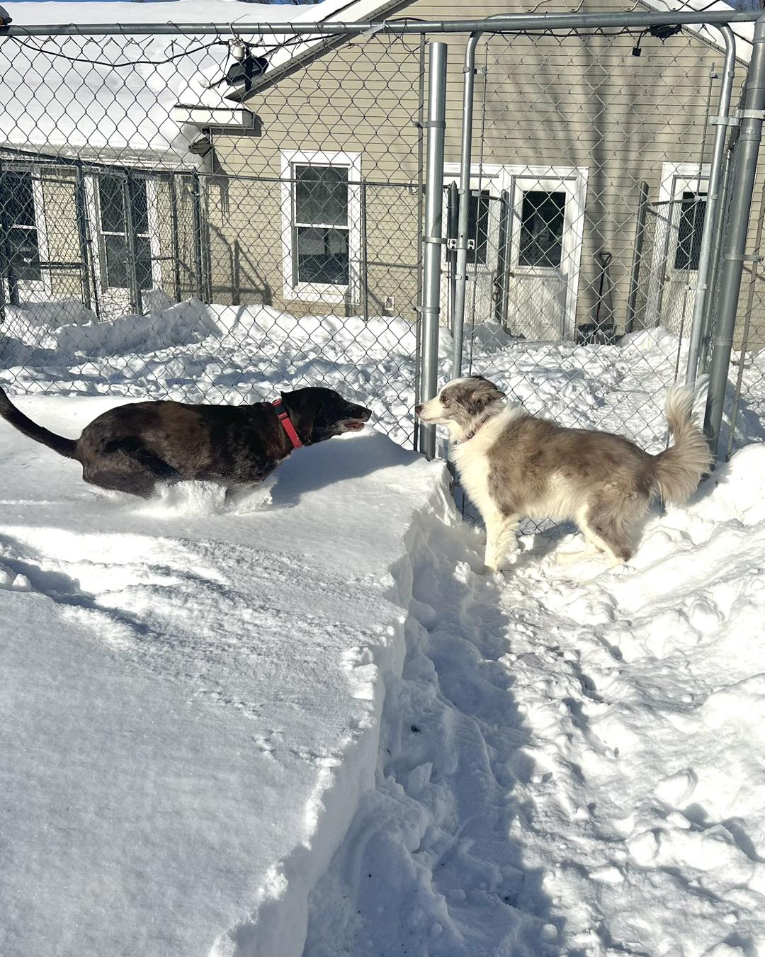 Applewood Kennels Hart