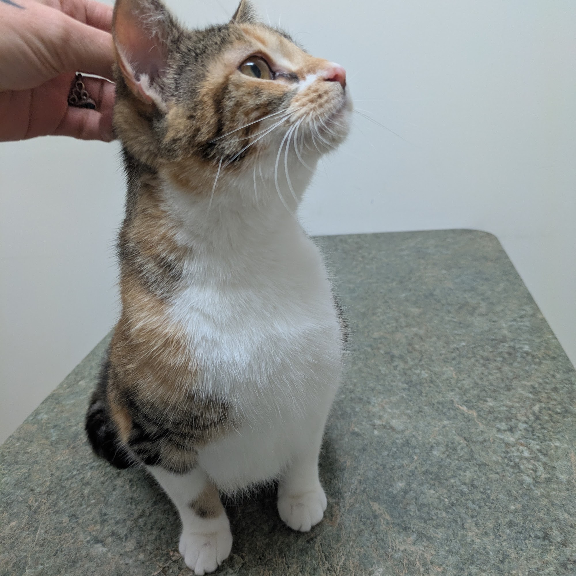 Bull Creek Veterinary Service Hastings