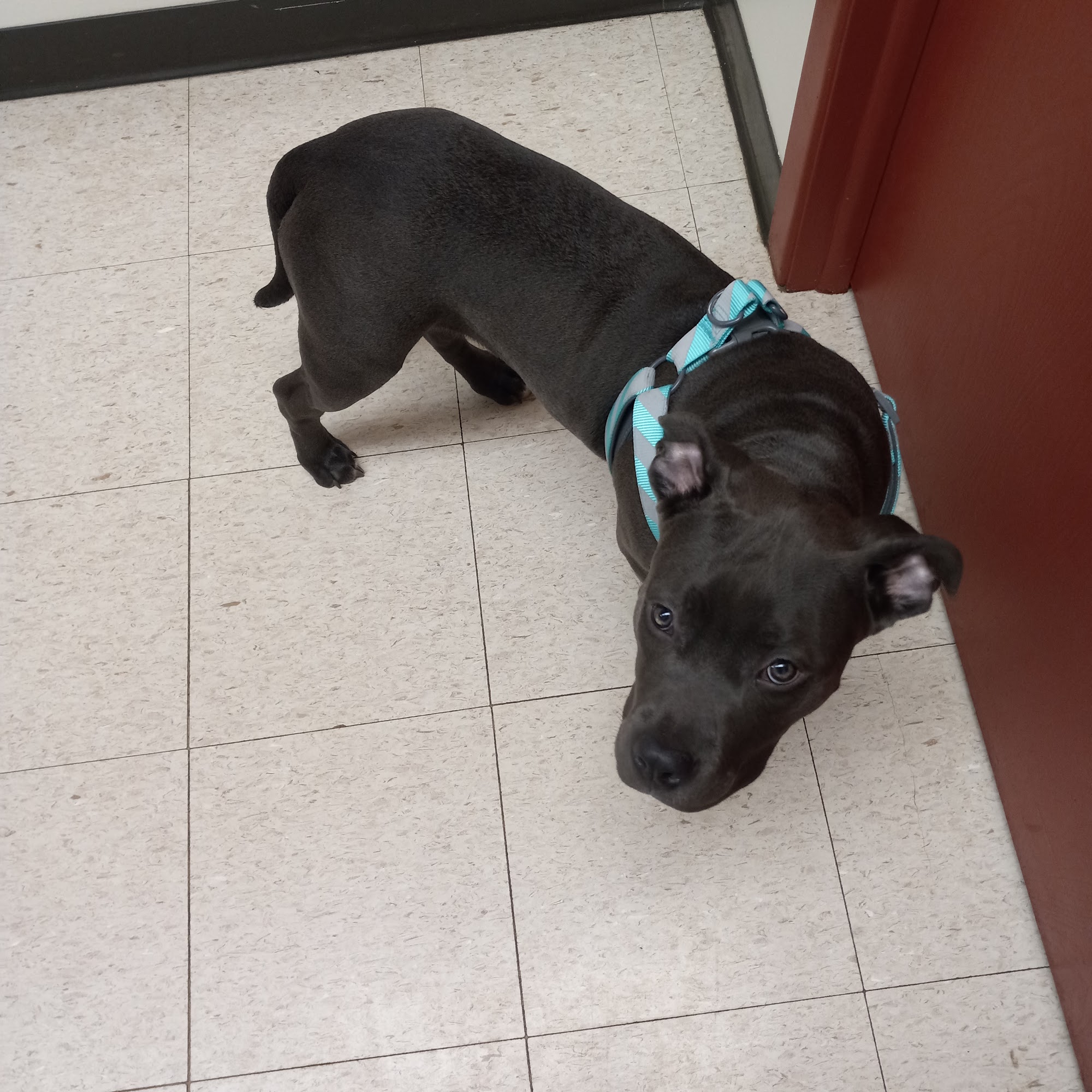 Broadway Veterinary Clinic Hastings