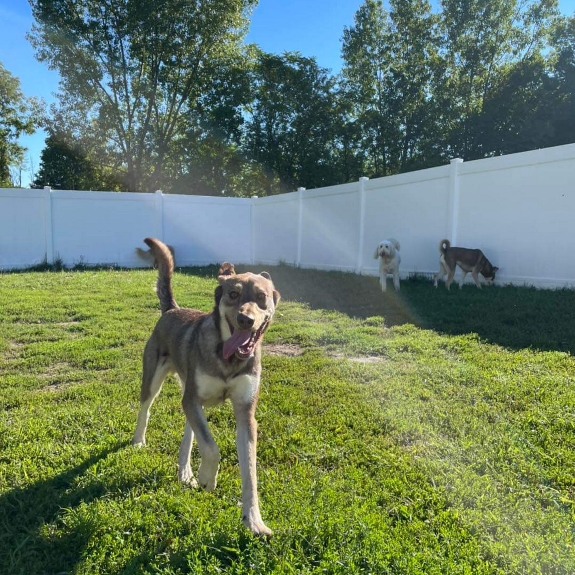 Kass's Kennel Hastings