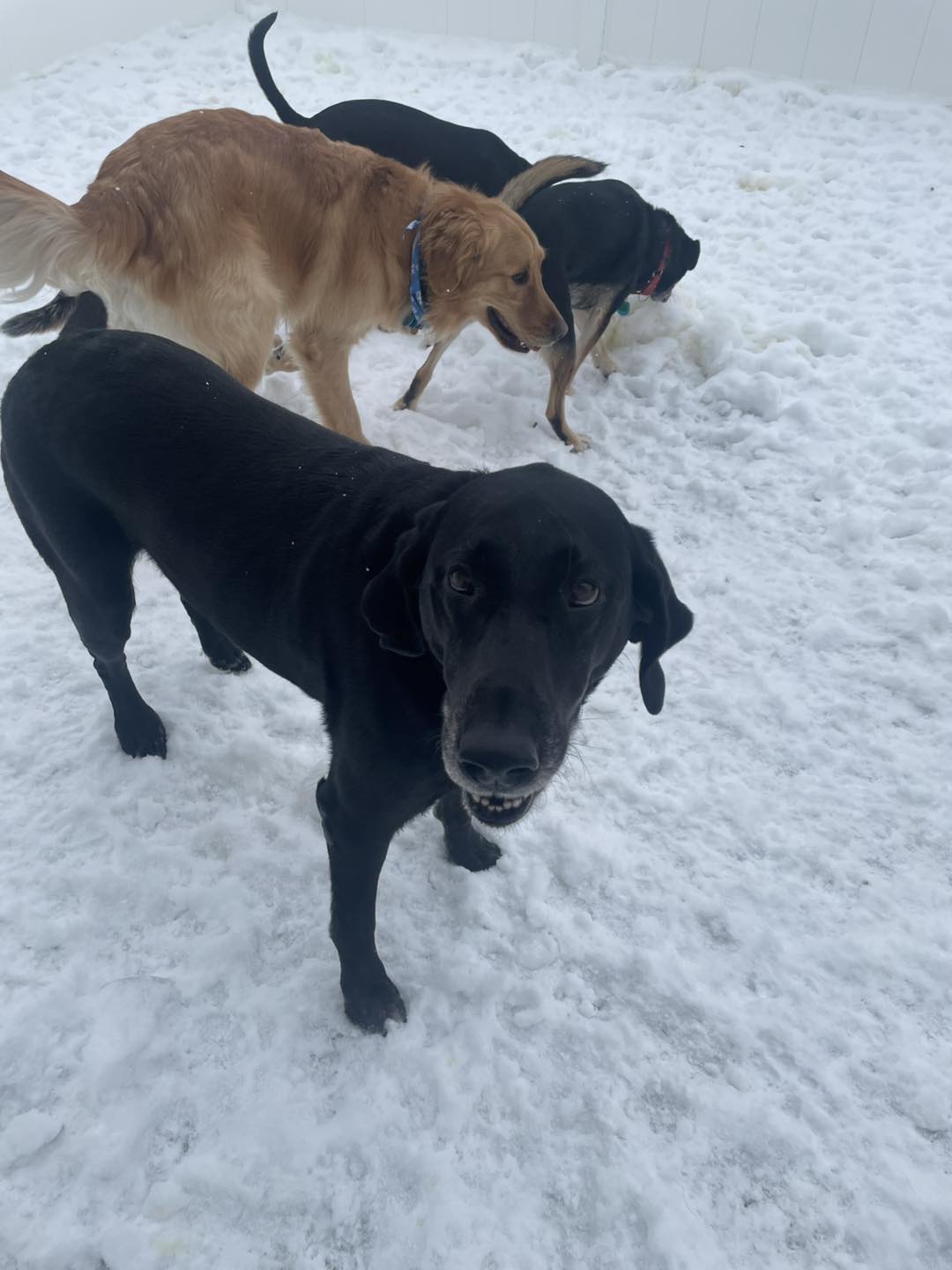 Kass's Kennel Hastings