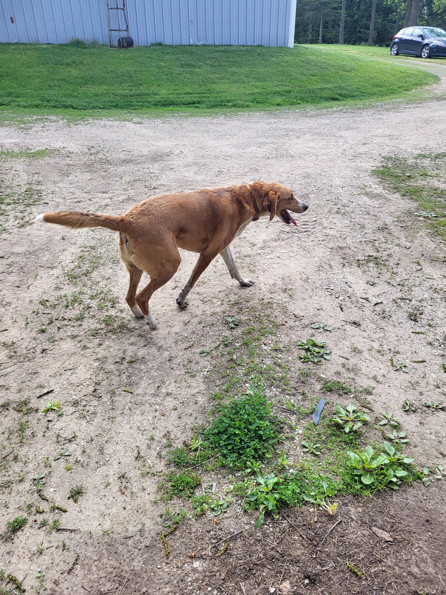 Barry County Animal Shelter Hastings