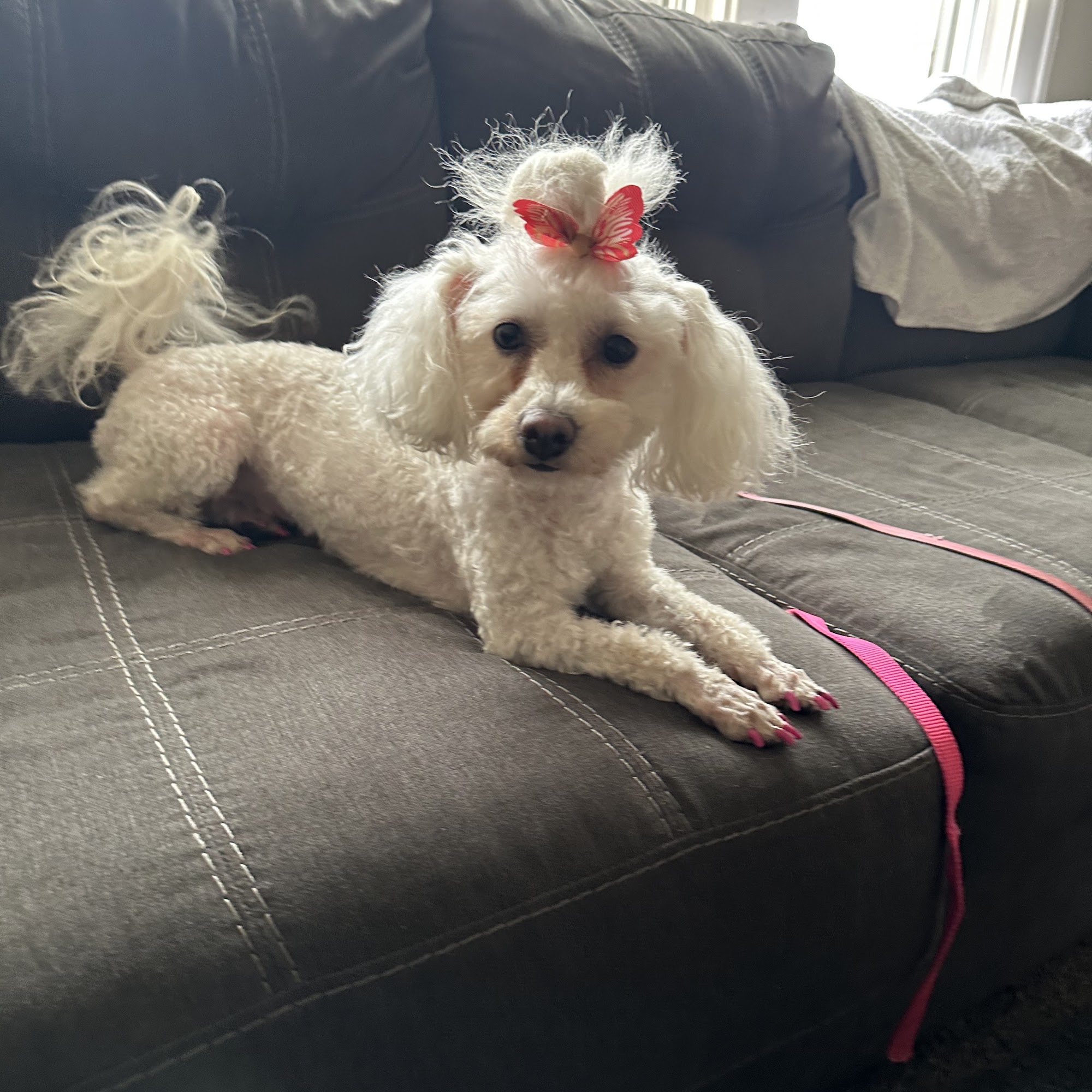 Furry Blessings dog grooming and training Hazel Park