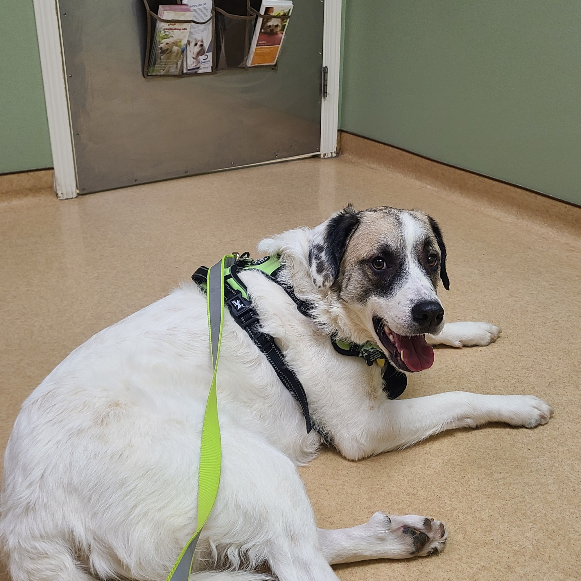 Roadside Veterinary Clinic Highland