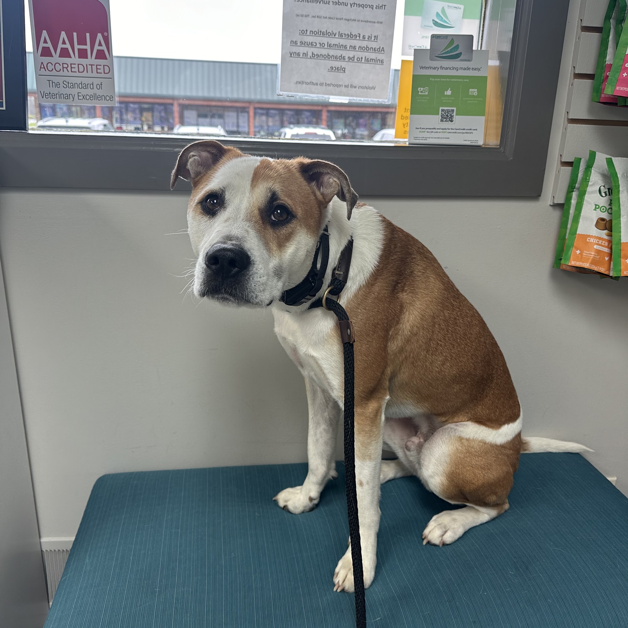 Highland Veterinary Hospital Highland