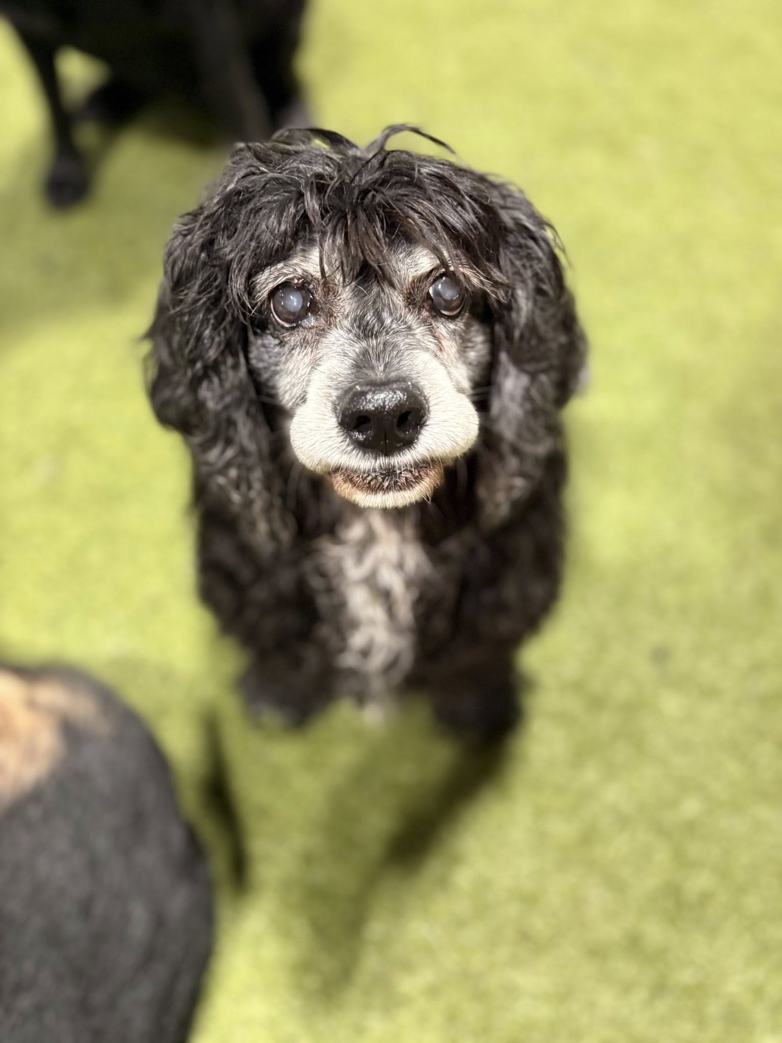 Sniffer Station Highland