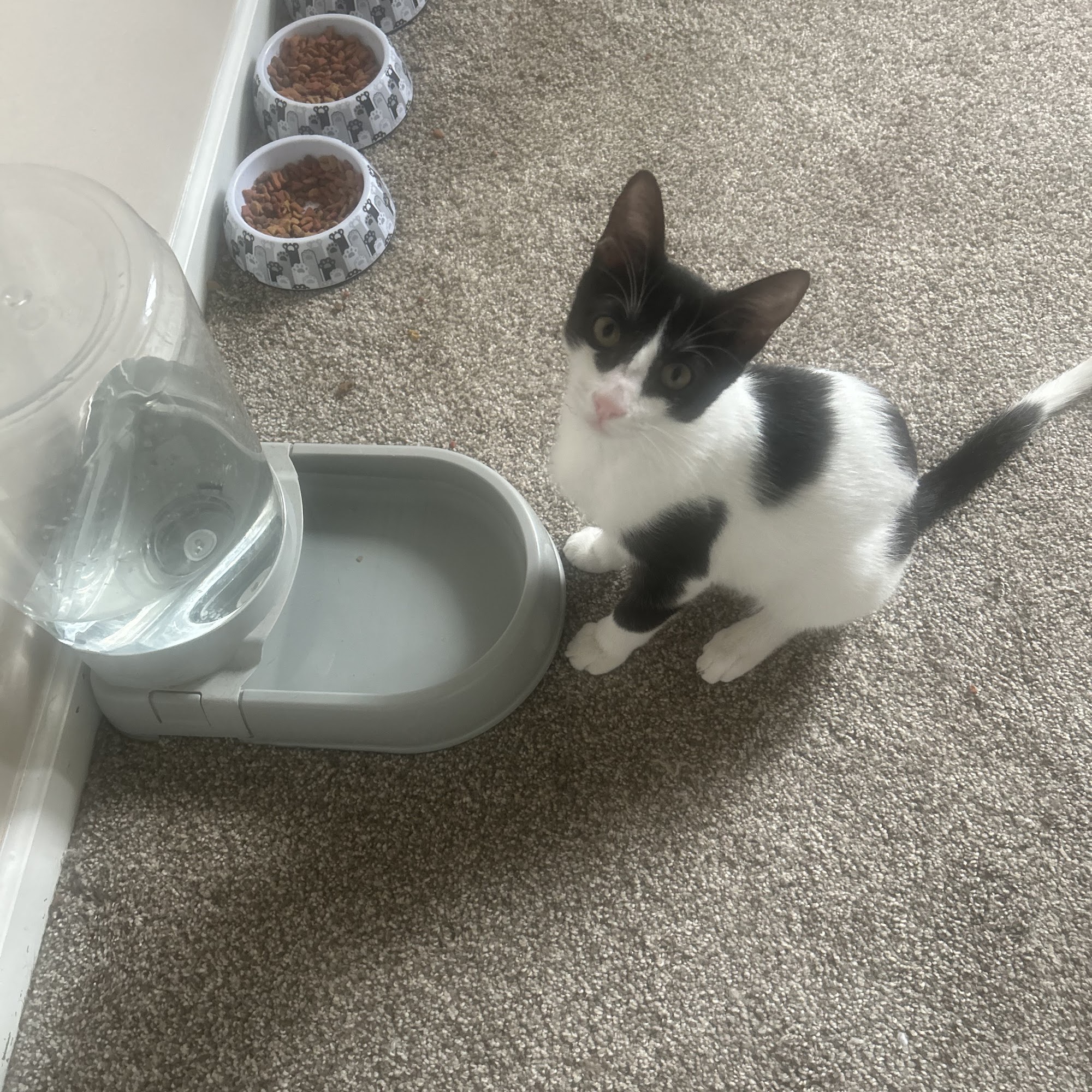 Northside Veterinary Hospital Hillsdale