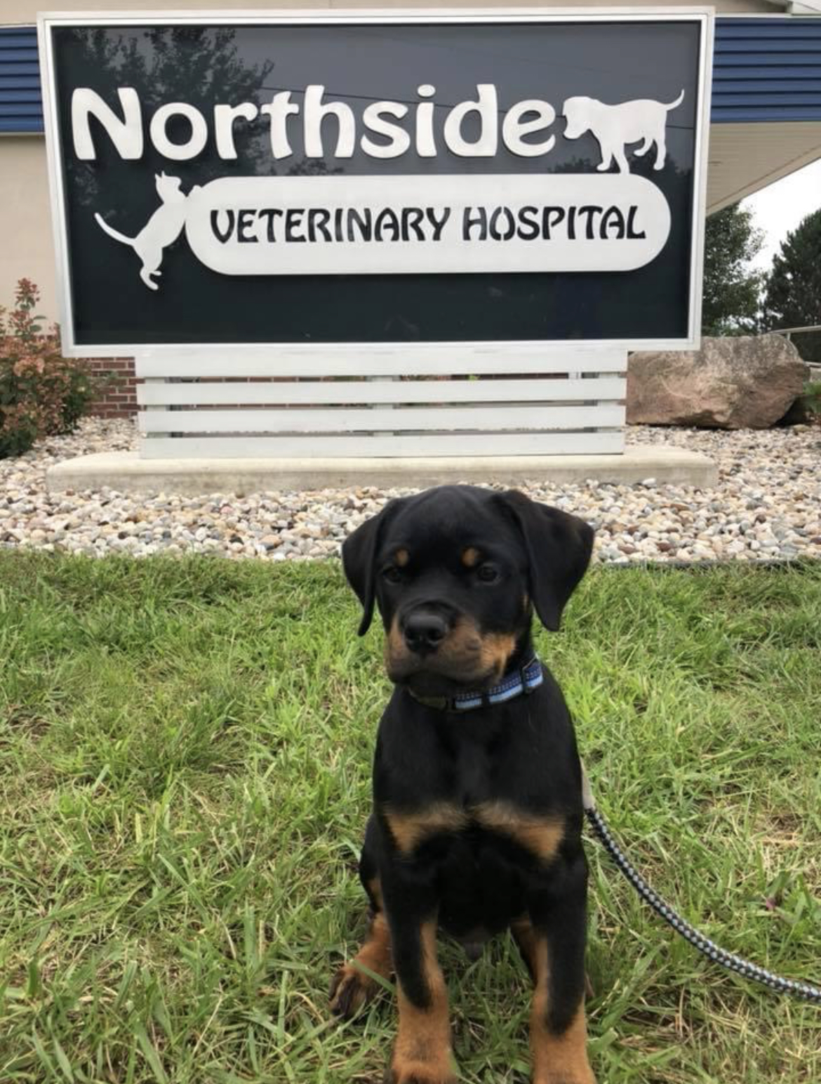 Northside Veterinary Hospital Hillsdale
