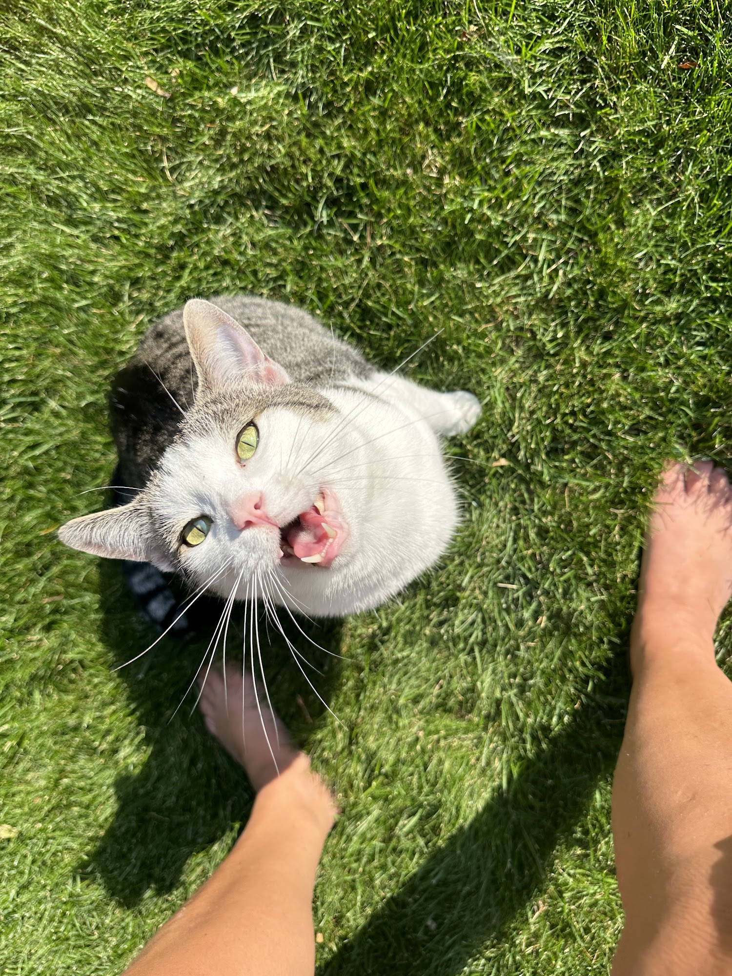 Mapleview Animal Hospital Holland