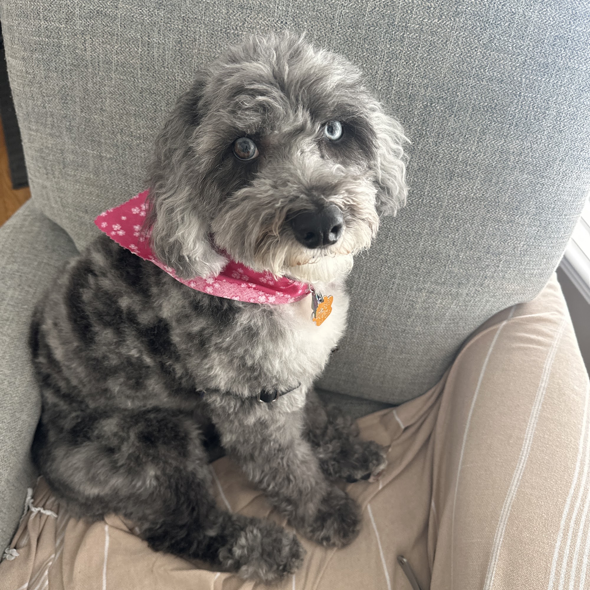 Ottawa Animal Hospital West Holland