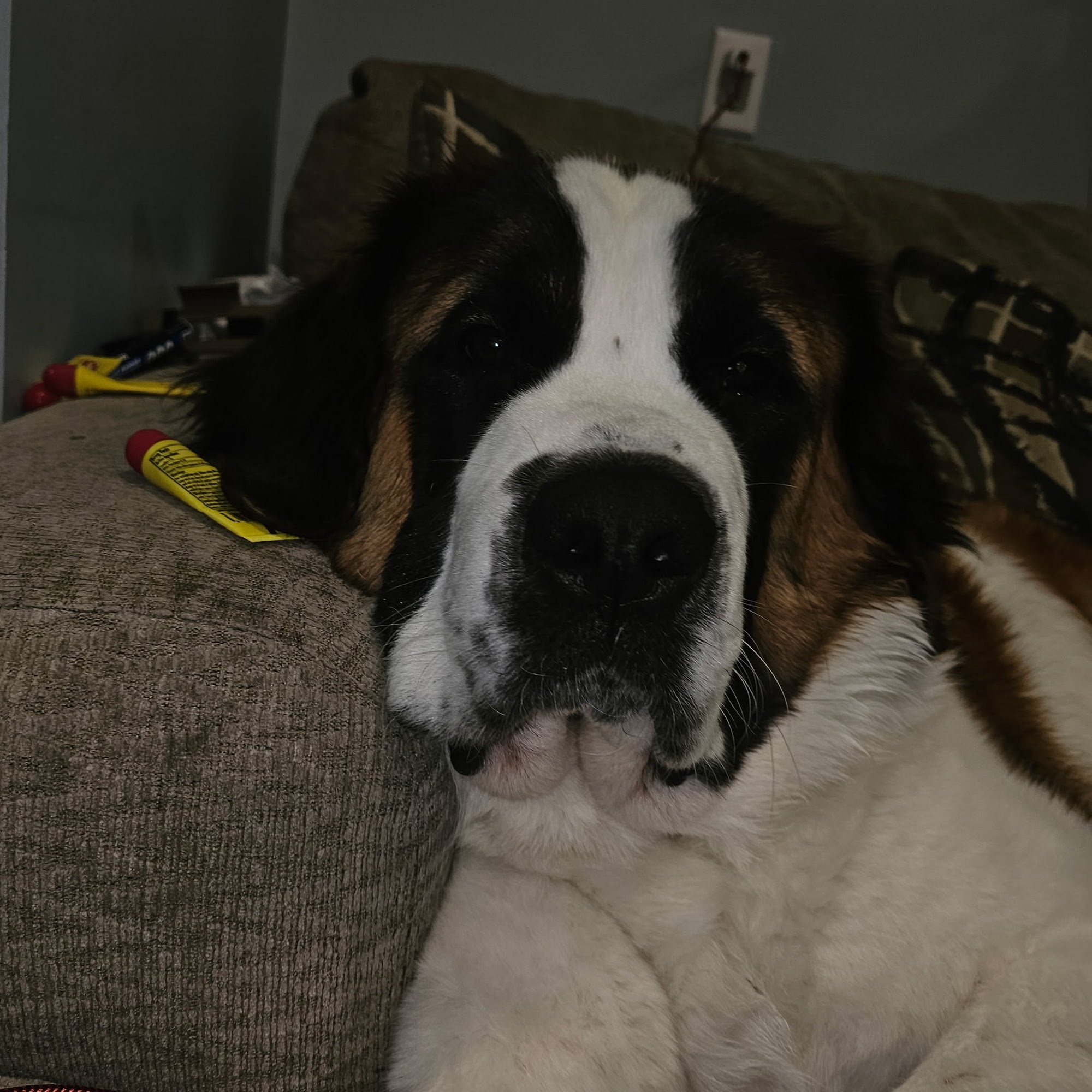 Ottawa Animal Hospital East Holland