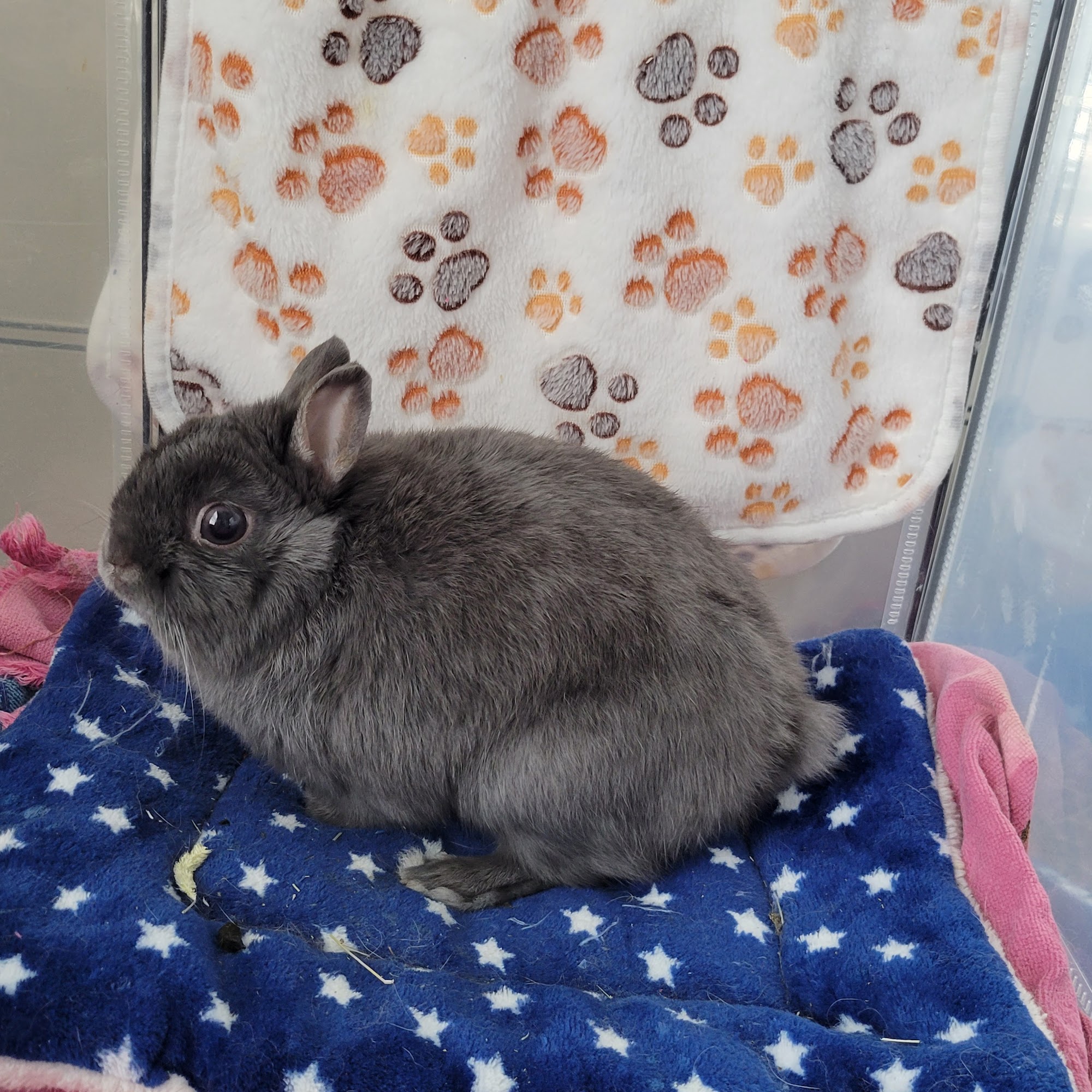 East Holland Veterinary Clinic Holland