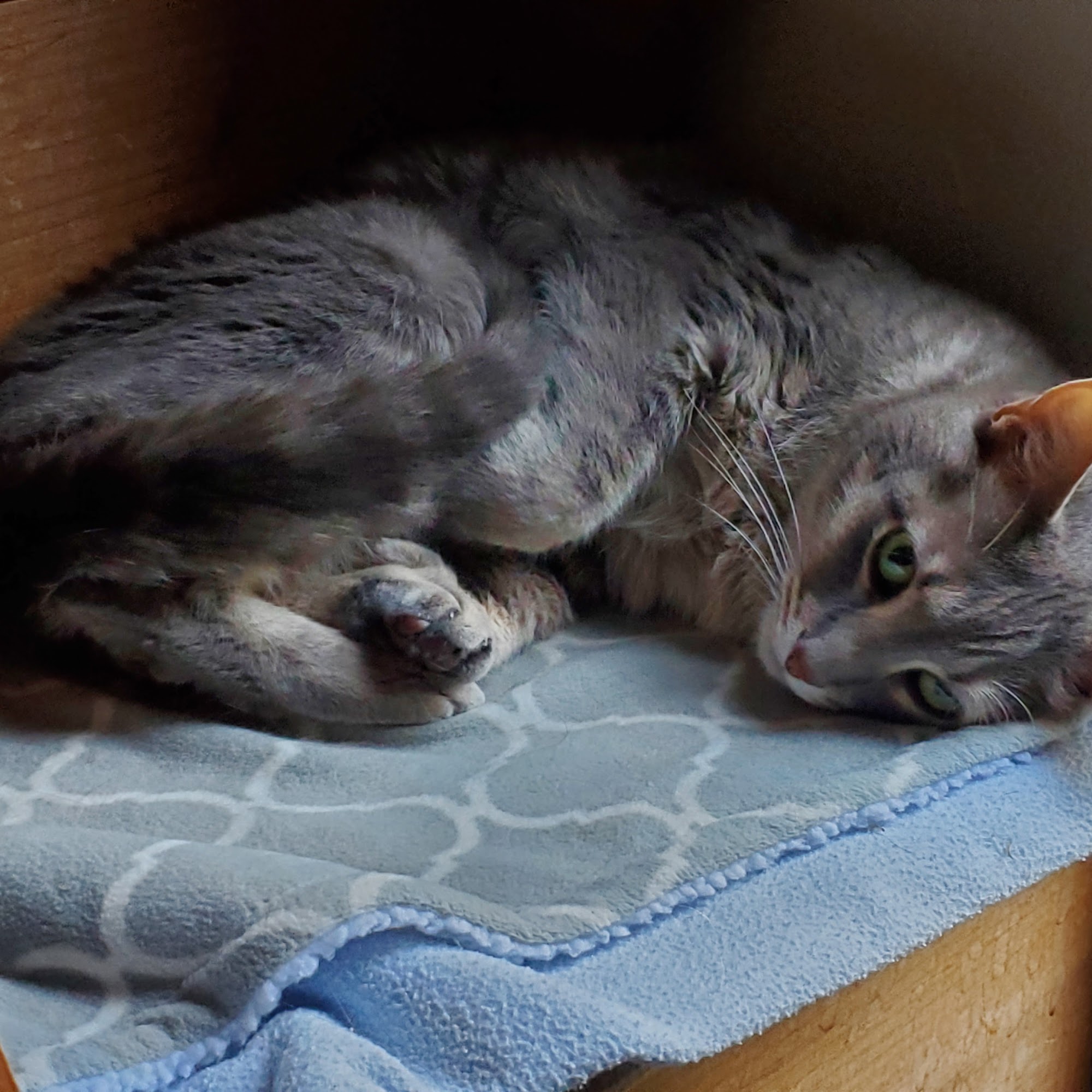 Havenga Kay DVM Holland