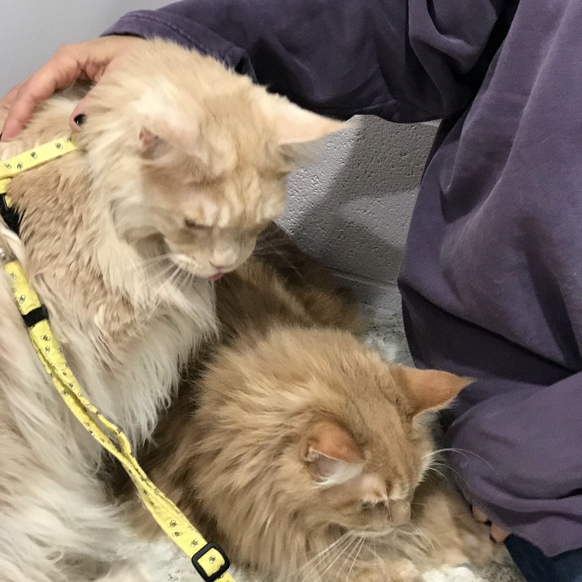 Animal Clinic of Holland PLLC Holland