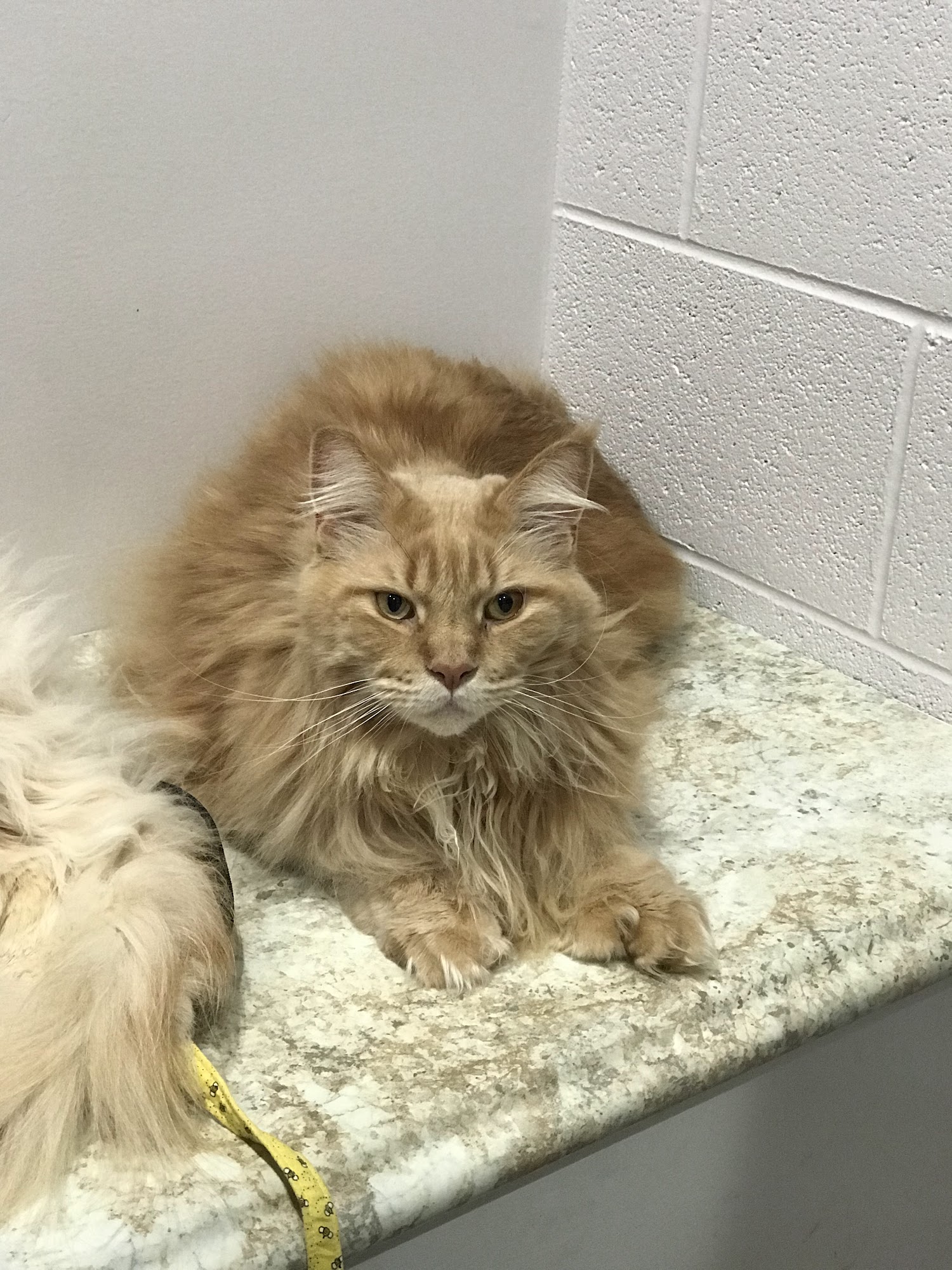 Animal Clinic of Holland PLLC Holland