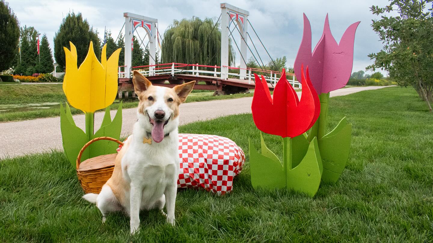 Paws in the City Holland