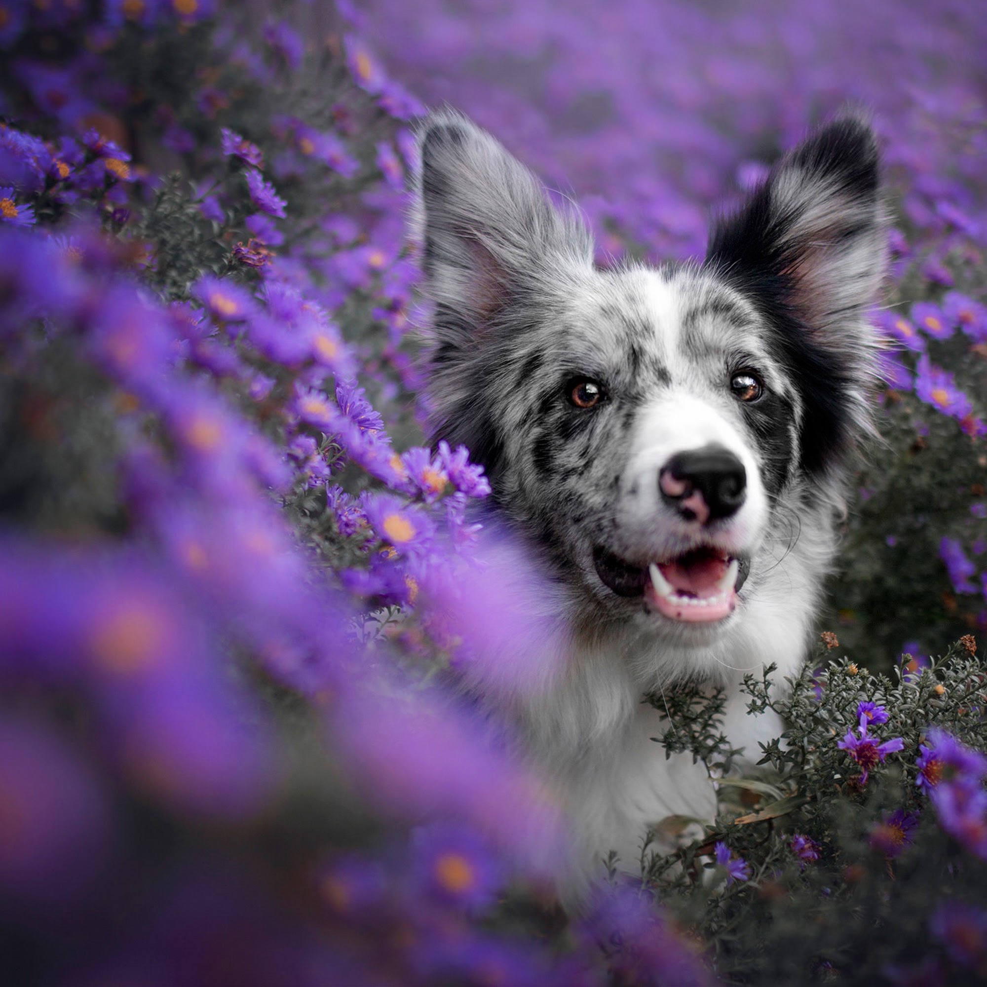 Macatawa Dog Training Holland