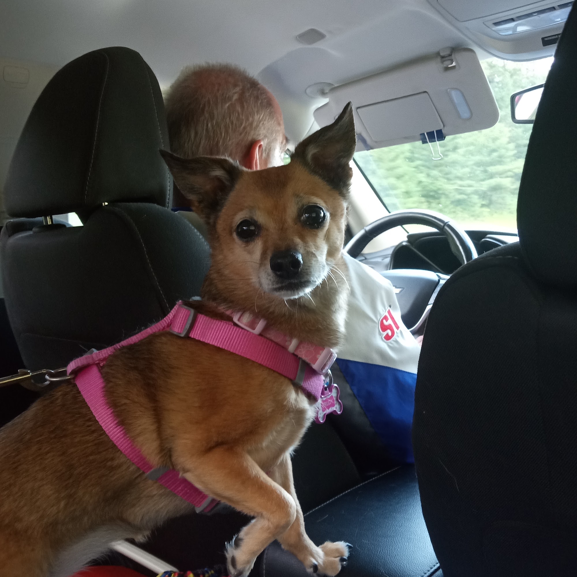 South Shore Animal Hospital Houghton Lake