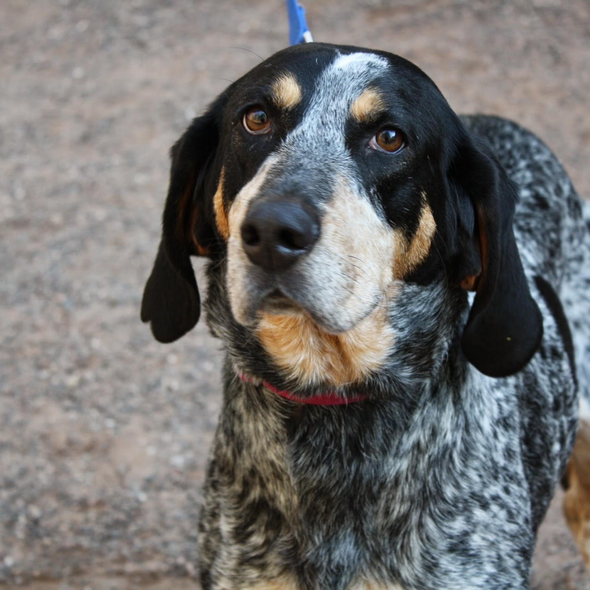 Copper Country Humane Society Houghton
