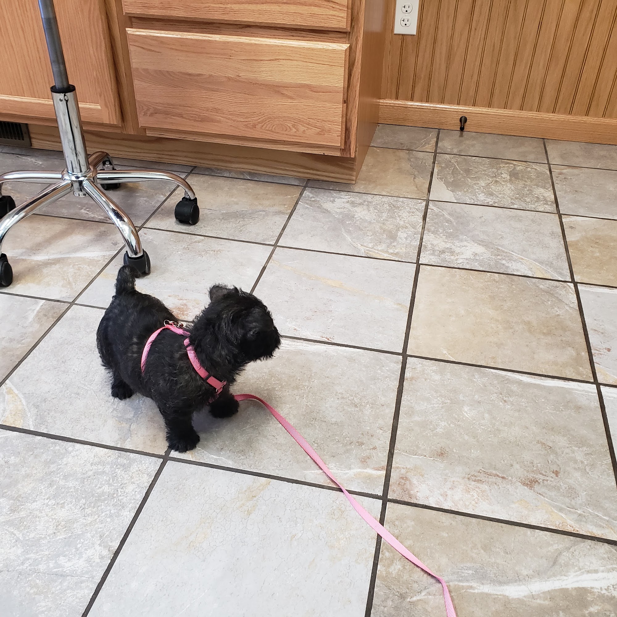 Howard City Veterinary Services Howard City