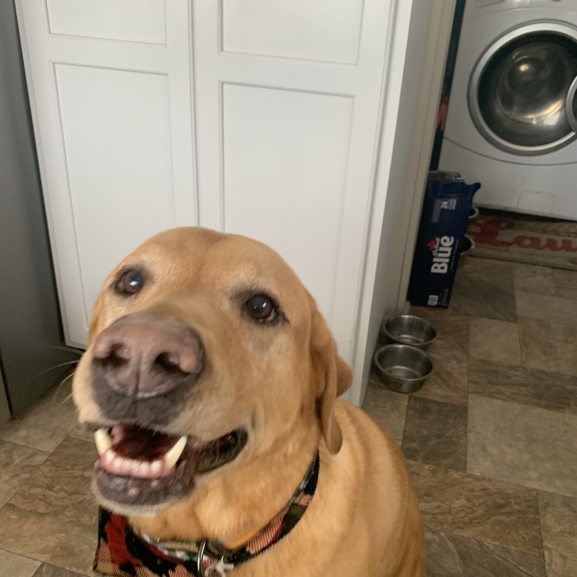 Kelli's K-9 Kuts