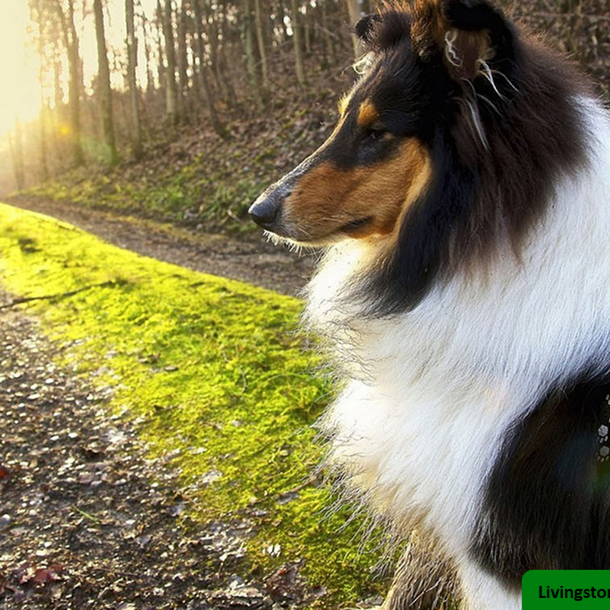 Livingston Veterinary Clinic Howell