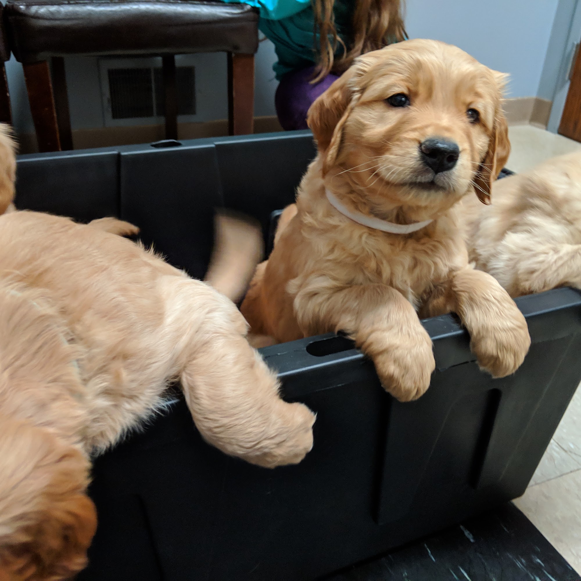 Town Center Veterinary Associates Howell