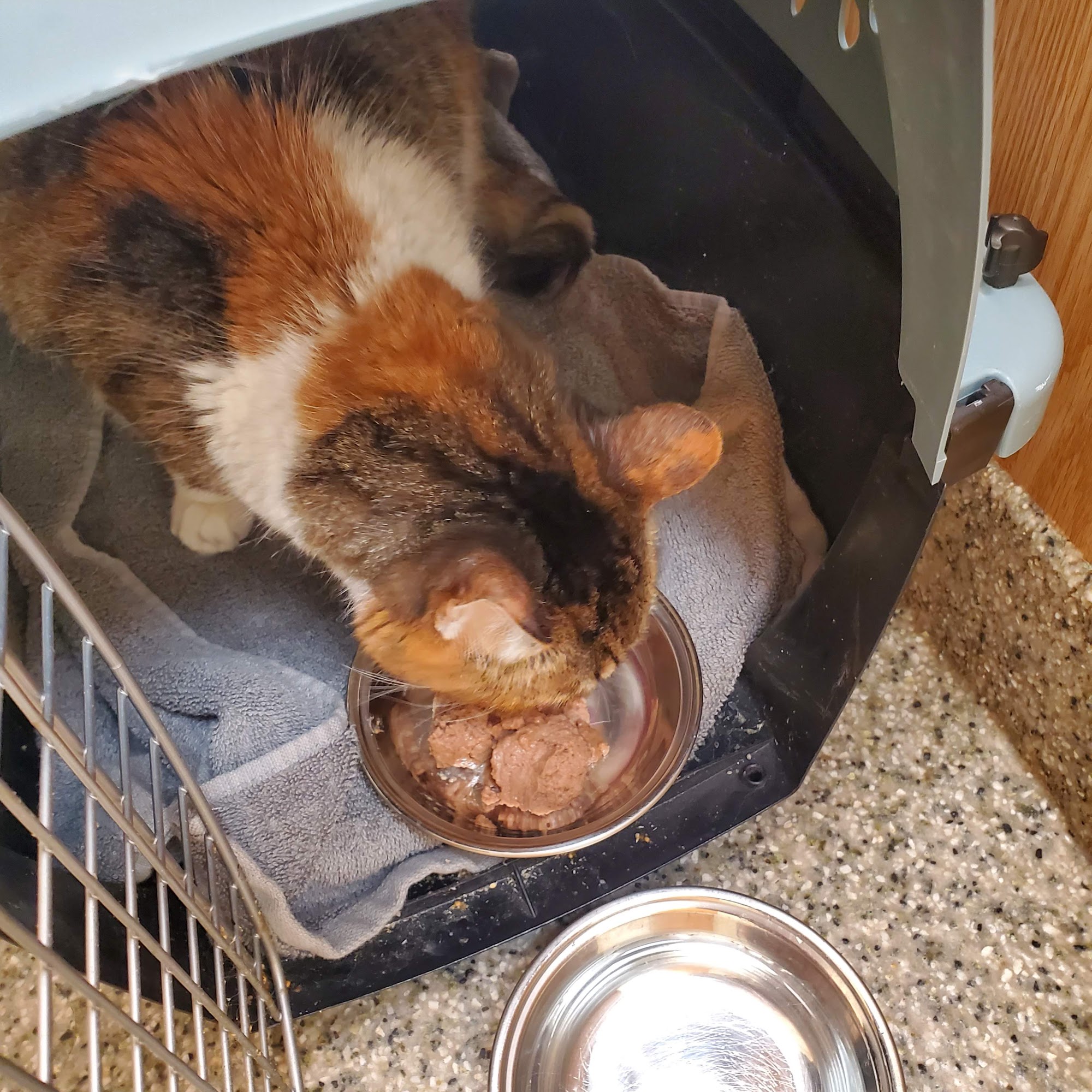 Howell Animal Hospital Howell