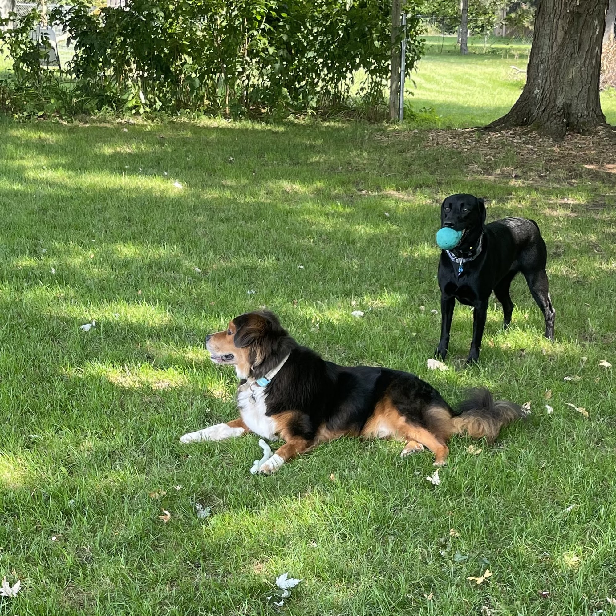 Integrative Veterinary Services Howell