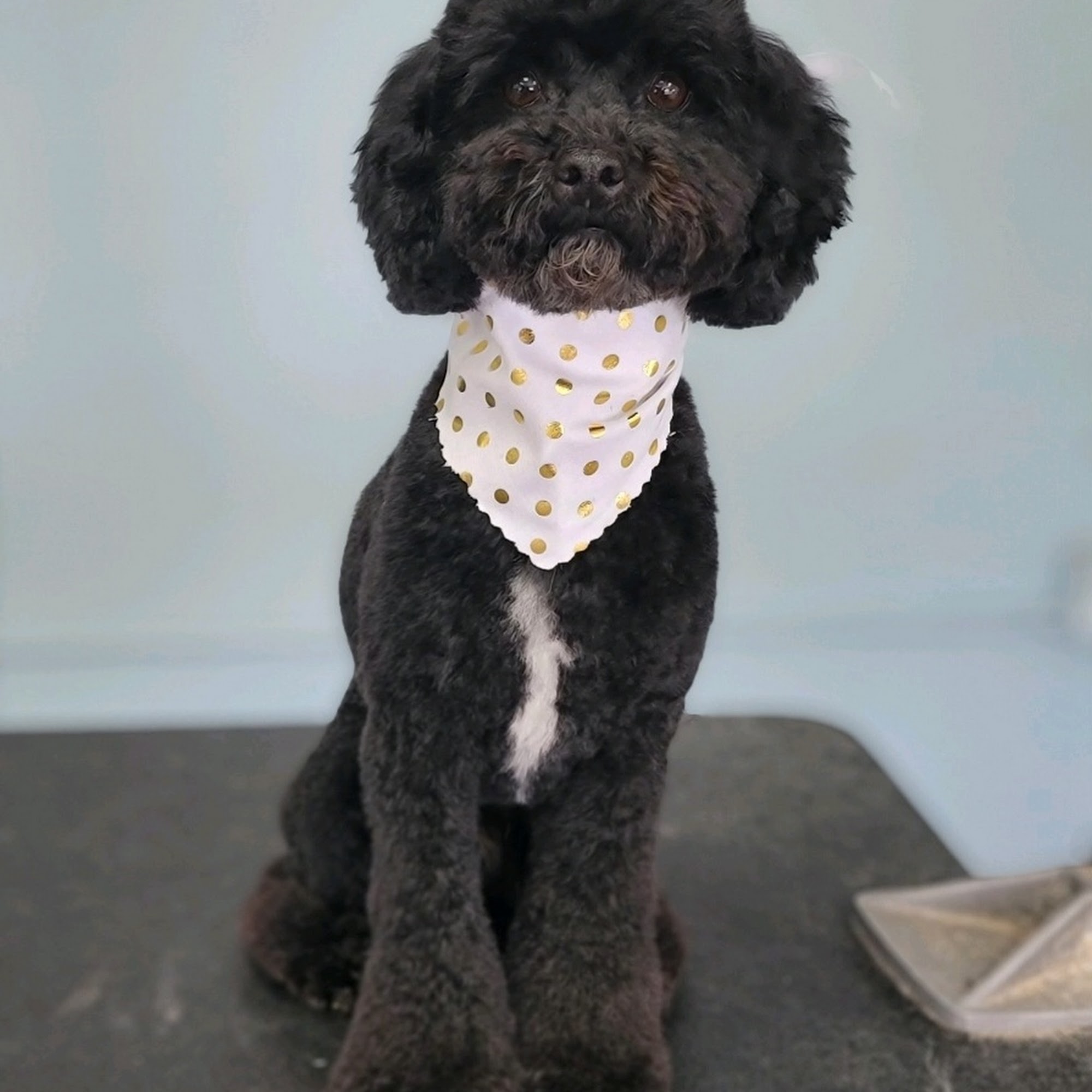 Animal Crackers Pet Salon, Kennel & Doggy Daycare Howell