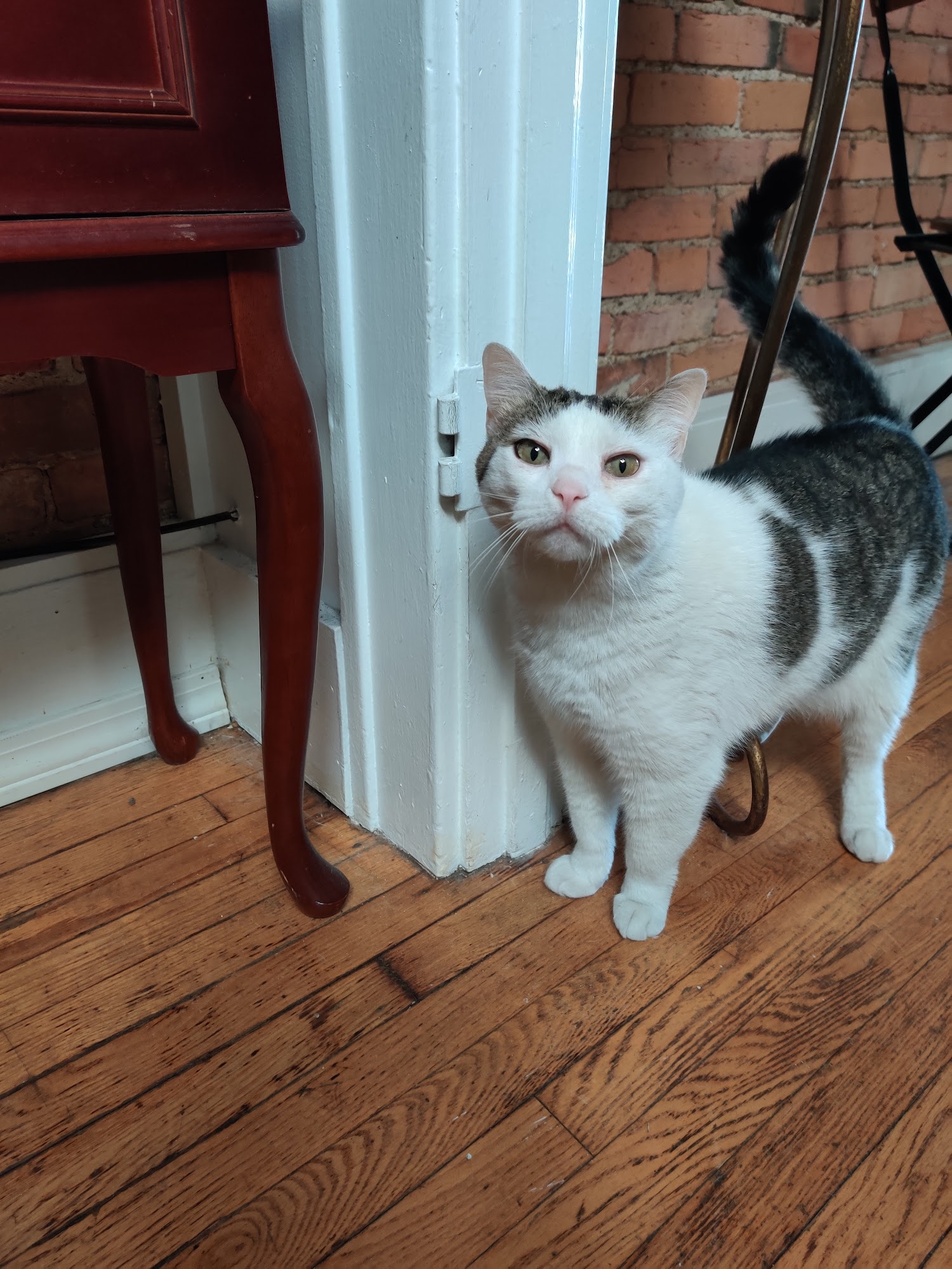 Must Love Paws Howell