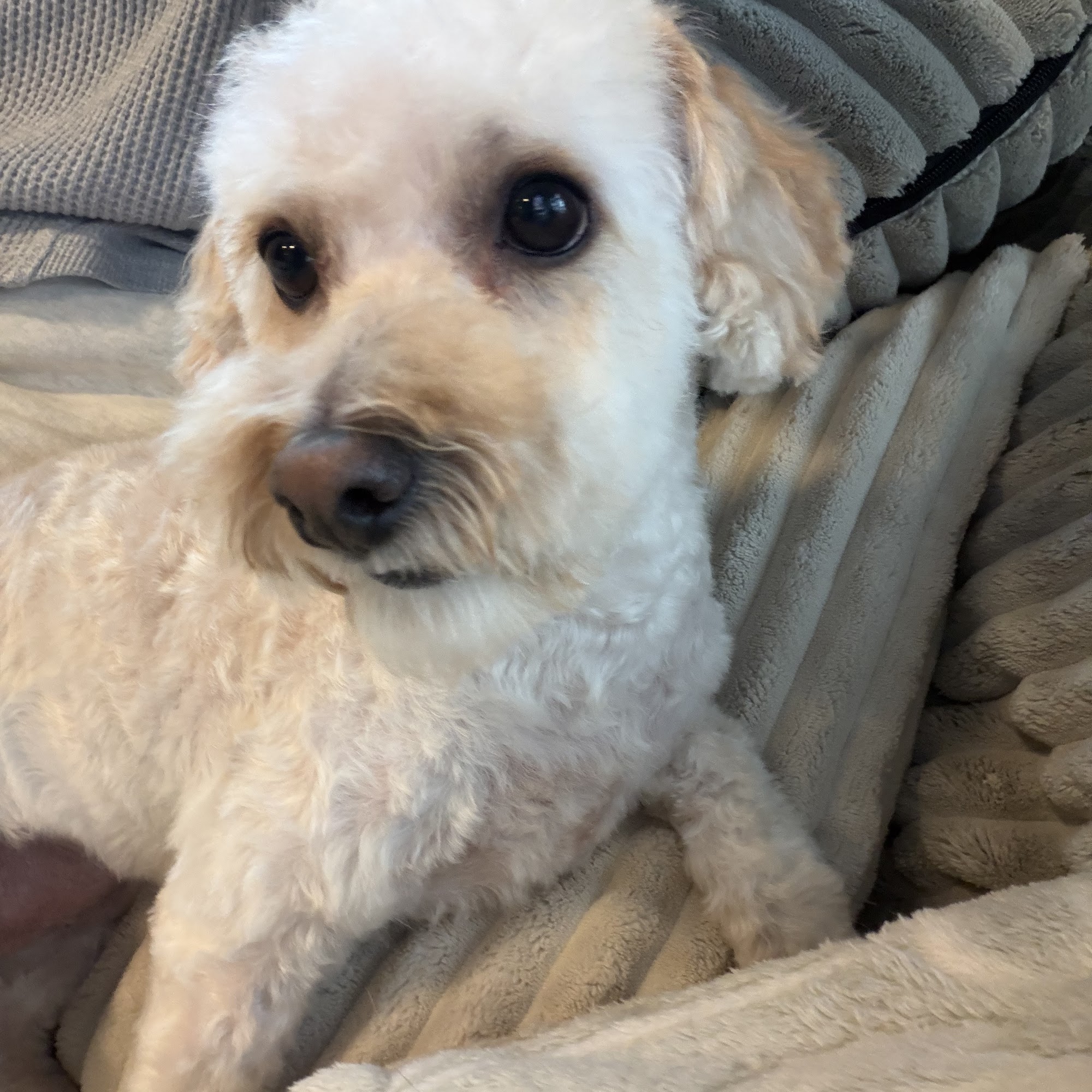 Best Friends Dog Grooming Howell