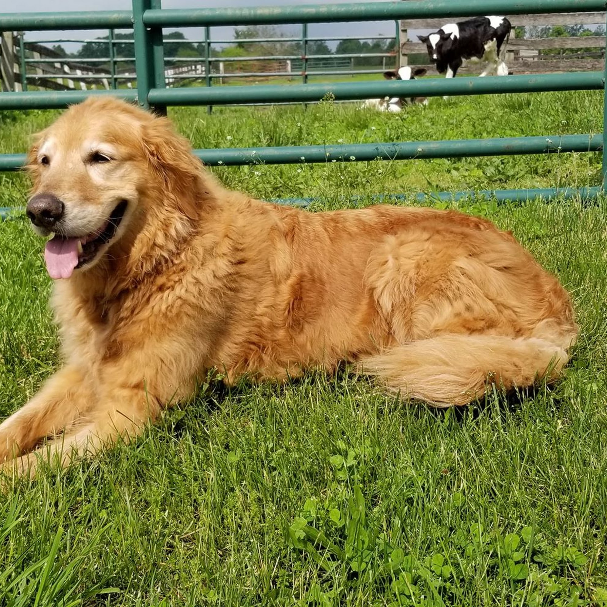 Matthew T. Taylor DVM, LLC Hudson