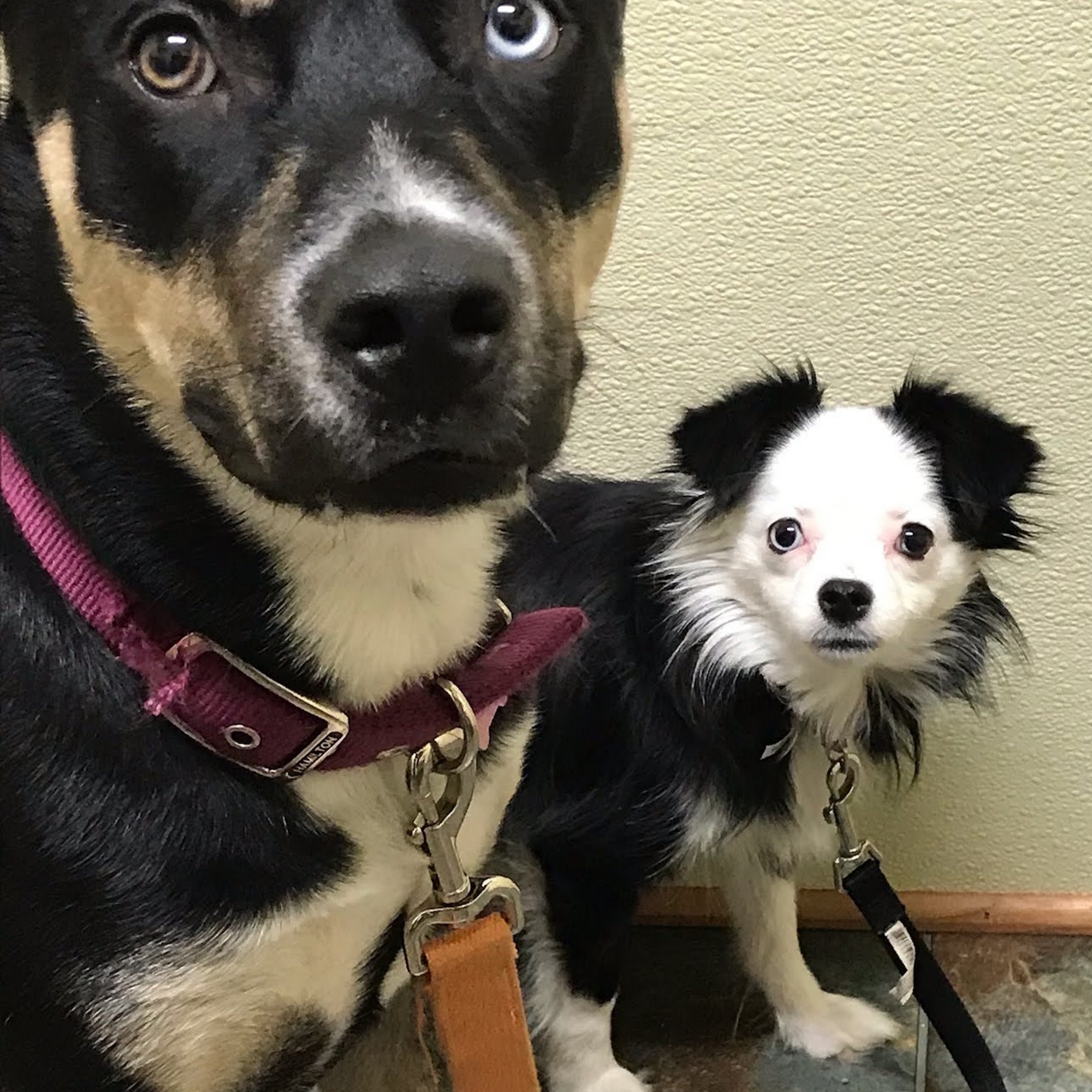 Indian River Veterinary Clinic Indian River