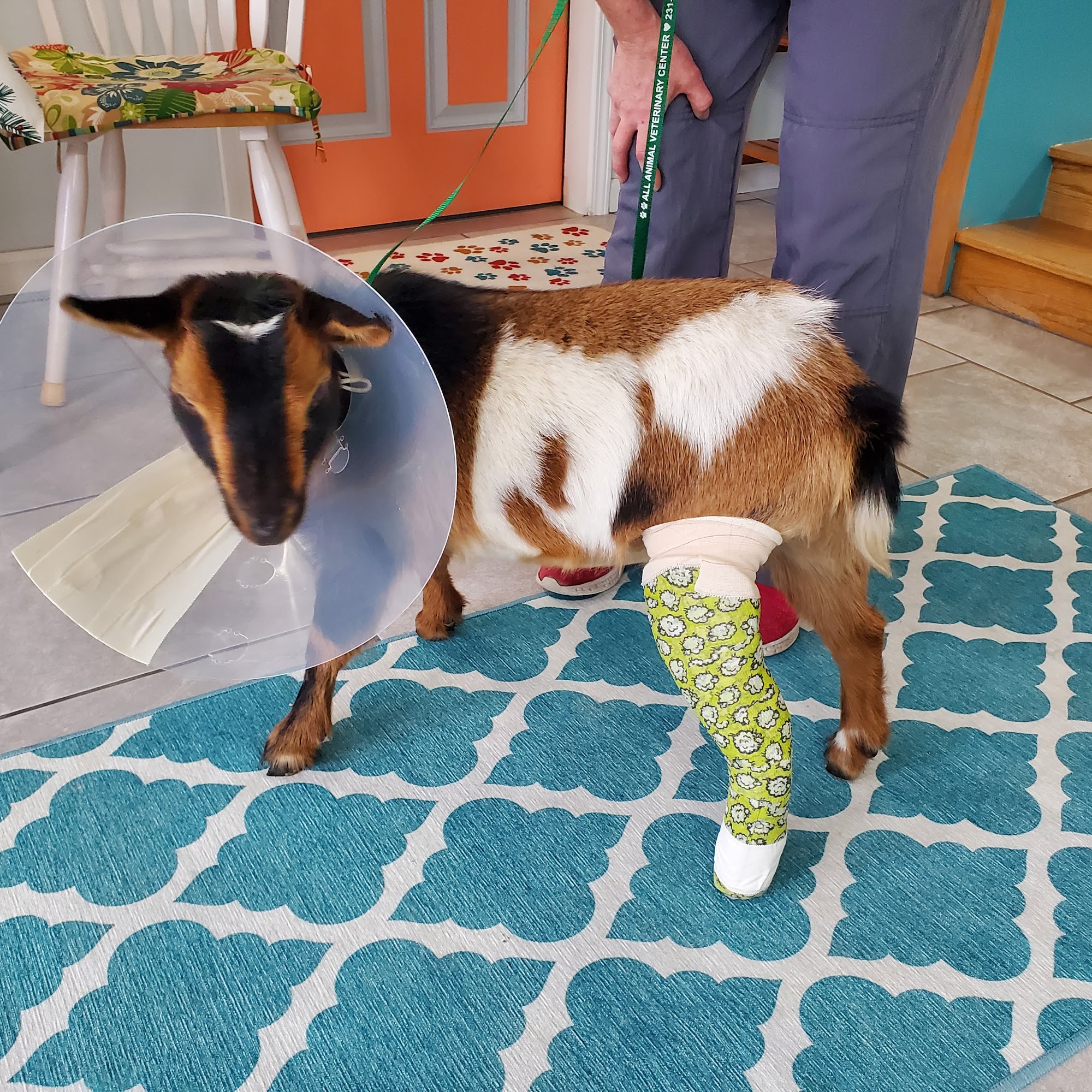 All Animal Veterinary Center Interlochen