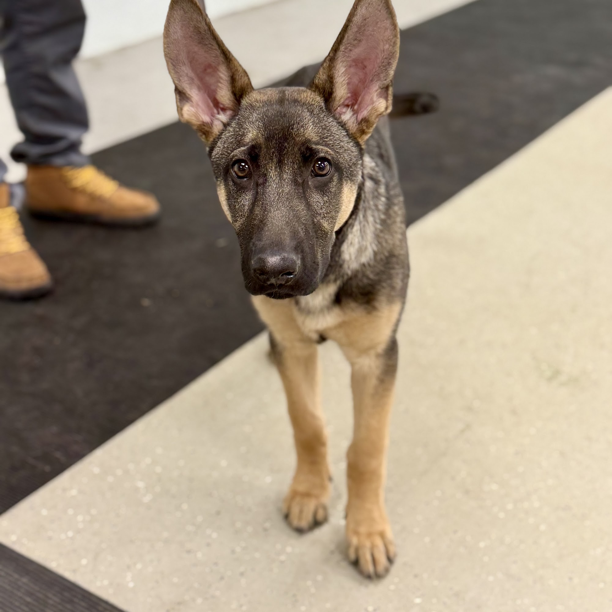 Sterner Veterinary Clinic Ionia